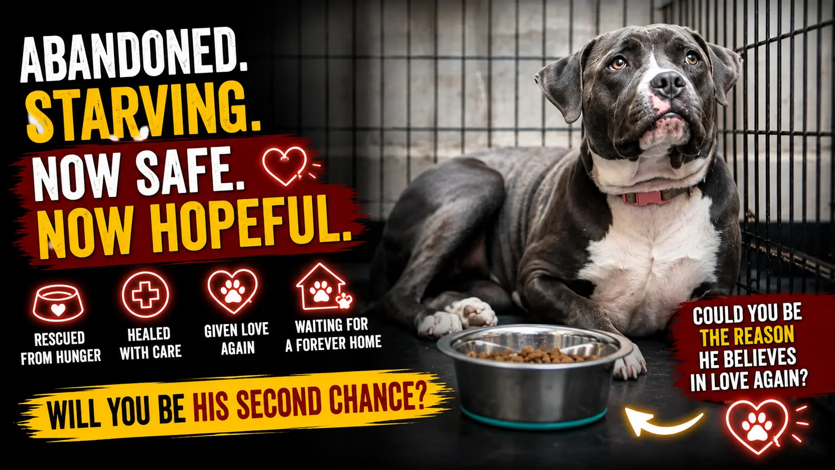 From Abandoned and Starving to Hopeful and Full of Love - He Is Waiting for His Forever Home