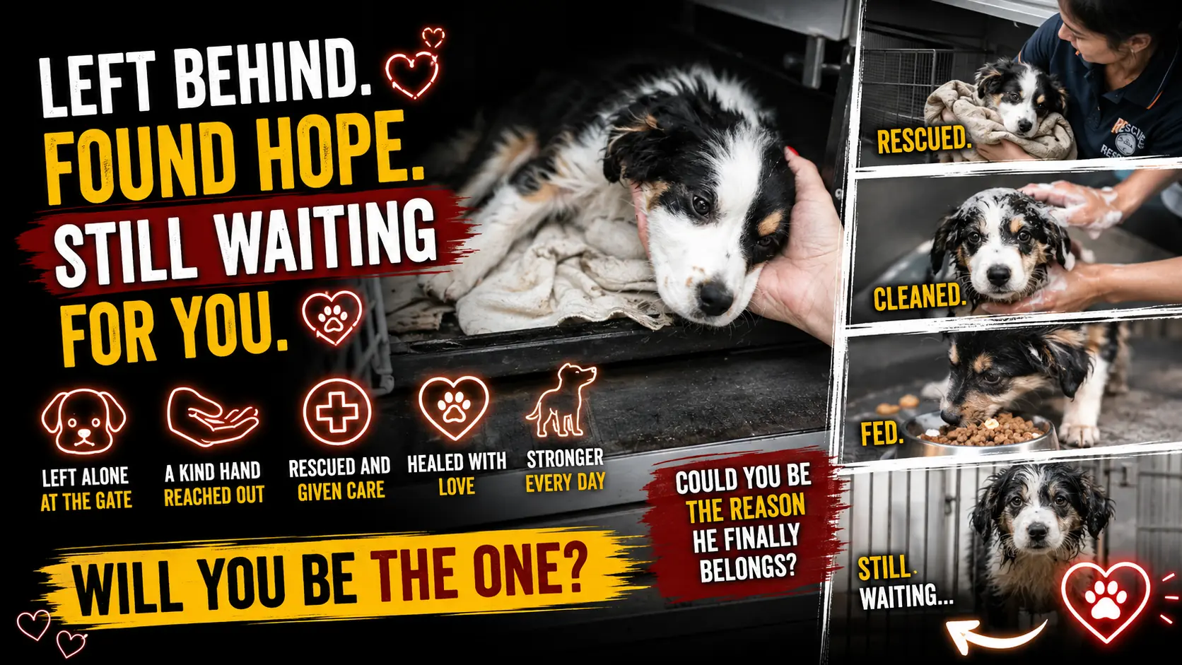 He Was Left Outside the Shelter With Only an Old Blanket - Now He Runs to the Gate Hoping Someone Will Come for Him