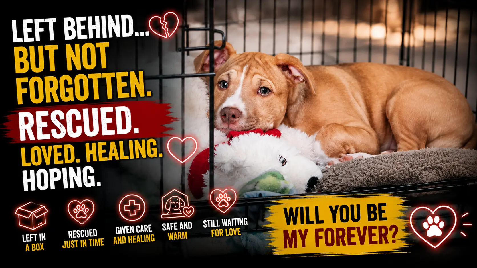 He Was Abandoned Inside a Cardboard Box - Now This Little Puppy Has a Second Chance at Life