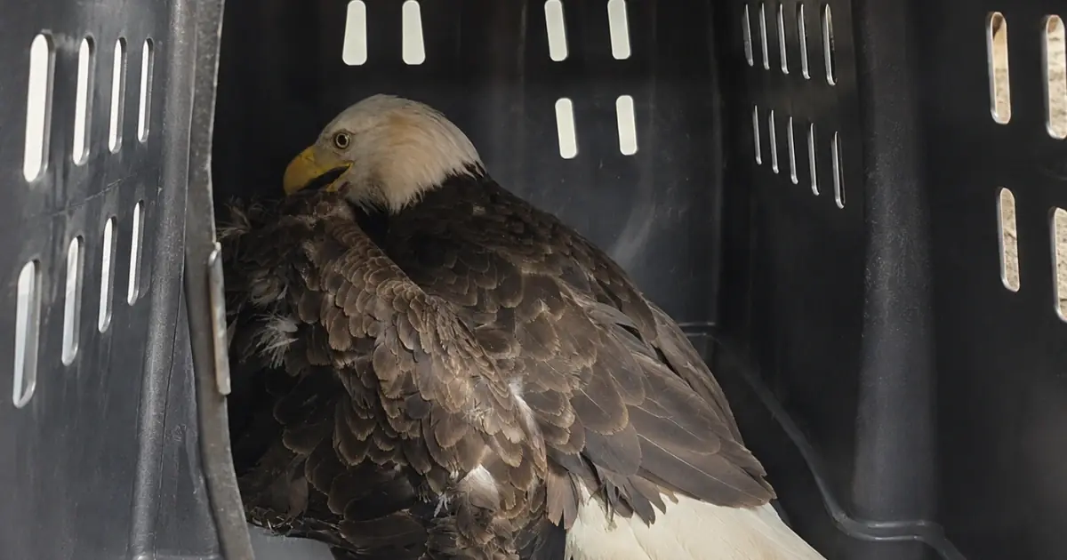 Bald Eagle Suddenly Begins Striking at Its Own Body During a Severe Panic Episode — Veterinarians Search for the Medical Trigger