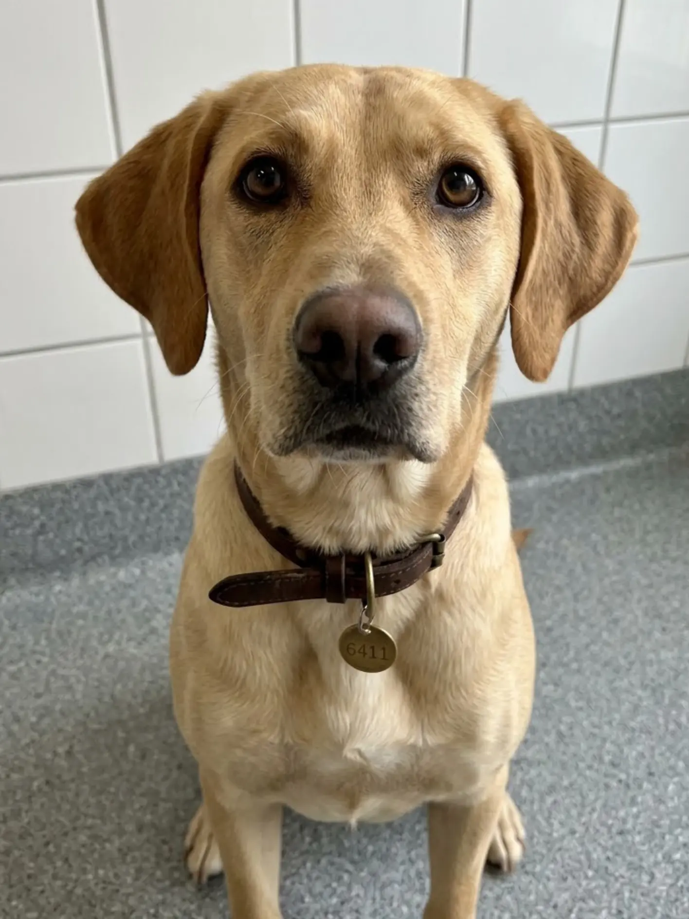 Cooper has until today, and this is not the first time he has come close to having a home.