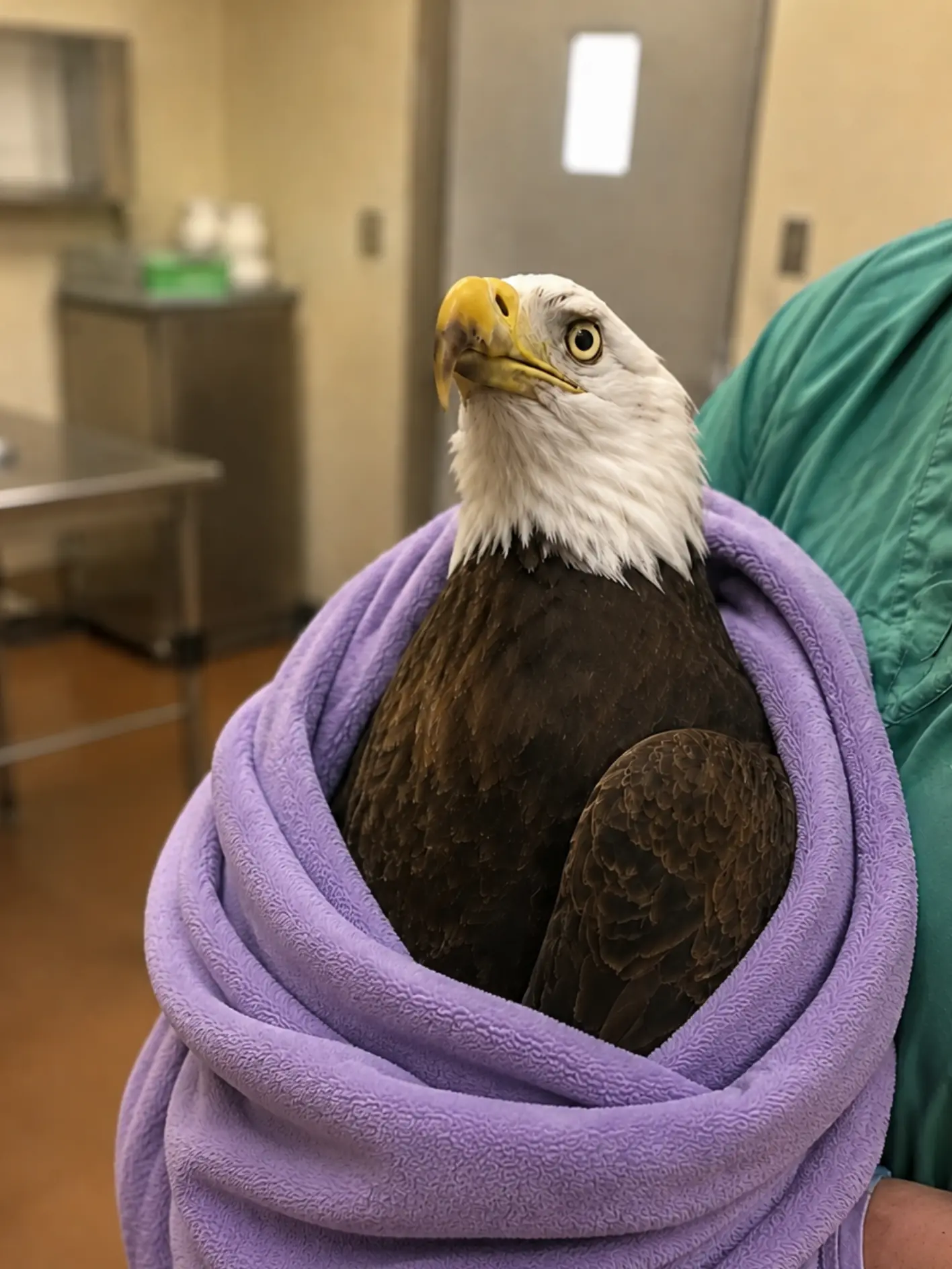 Bald Eagle Released After Successful Rehabilitation Is Back in Critical Care Days Later — X-Rays Reveal a Severe Right-Wing Fracture.