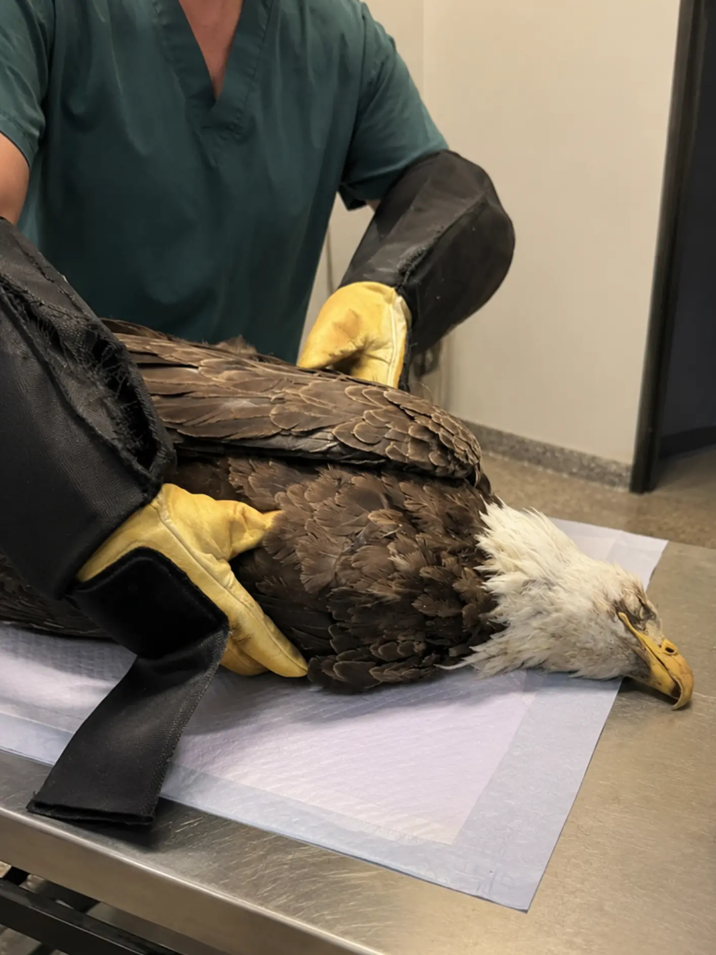 Bald Eagle Brought in by Animal Control With a Broken Leg — Wildlife Rehabilitators Suspect Power-Line Electrocution
