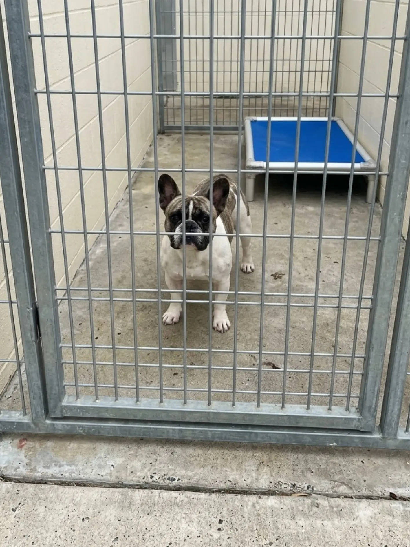 Percy has only today. He is small, young, and has been noticed by almost everyone who passes his kennel, yet no adopter, foster, or rescue has committed to taking him out.