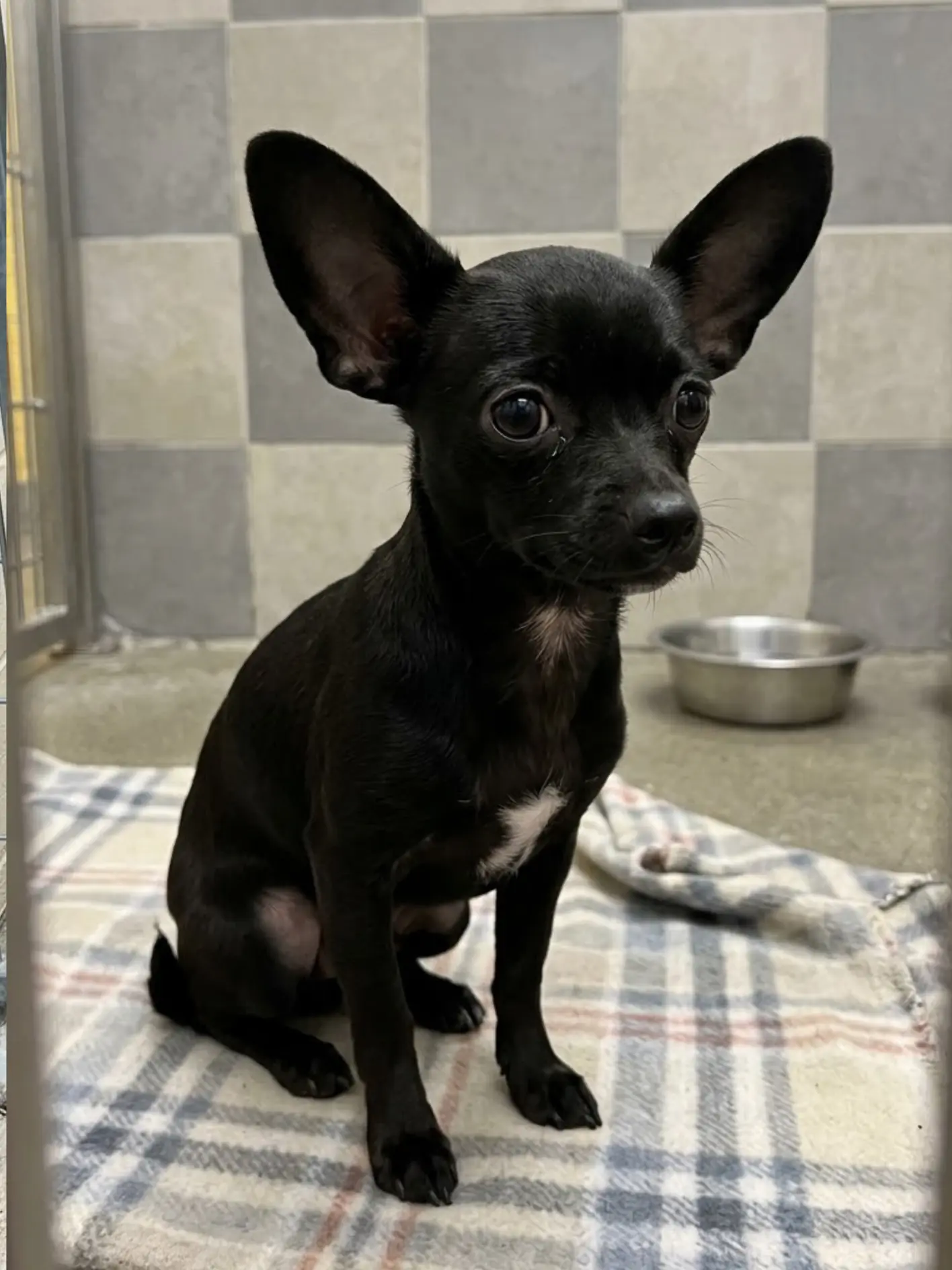 Luca is small enough to fit in someone’s arms, yet today he is still sitting alone in a shelter kennel with no confirmed place to go.