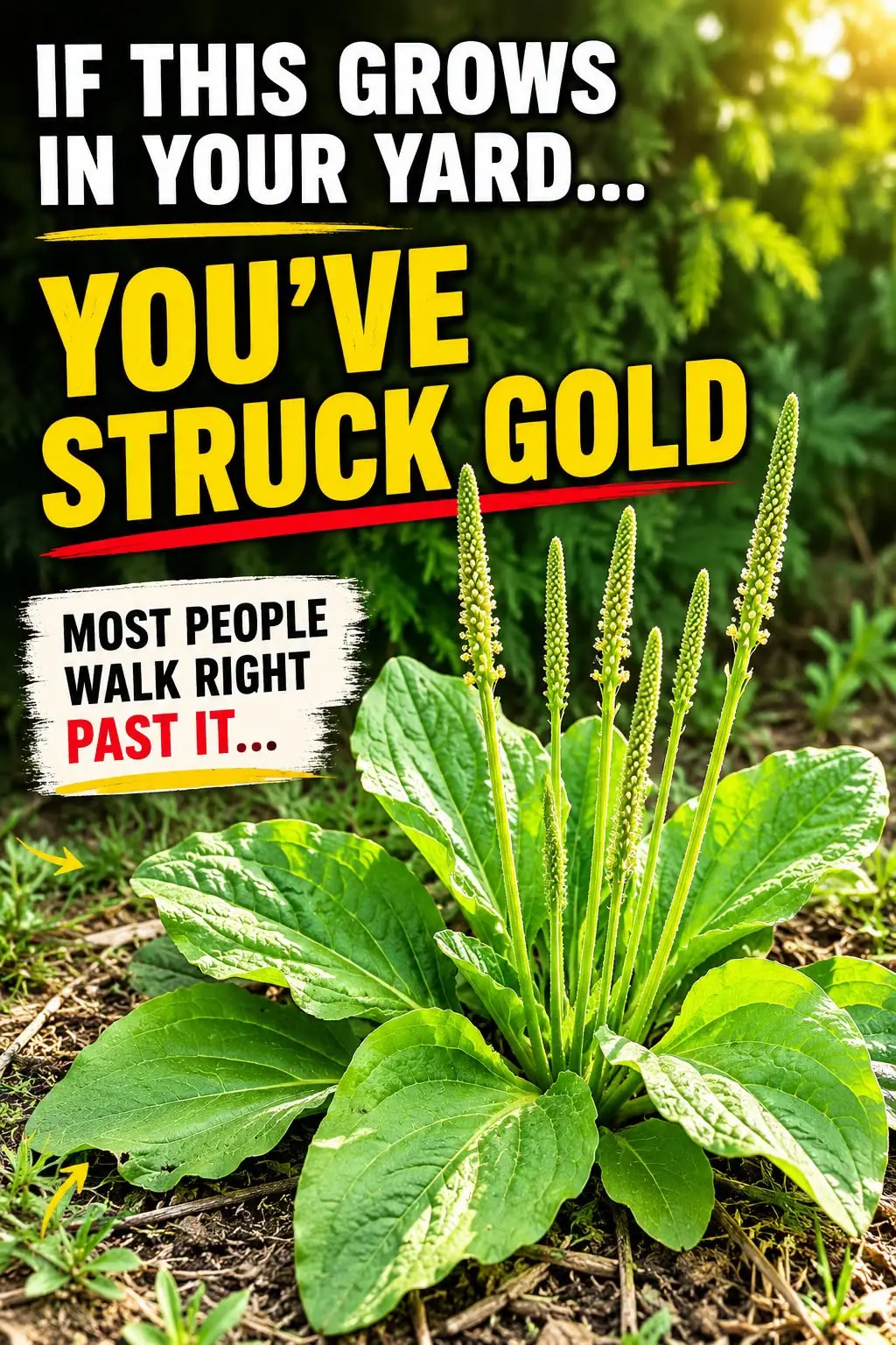 Plantain (Plantago major): Why It’s an Herb and Not a Weed, Uses, Benefits and More