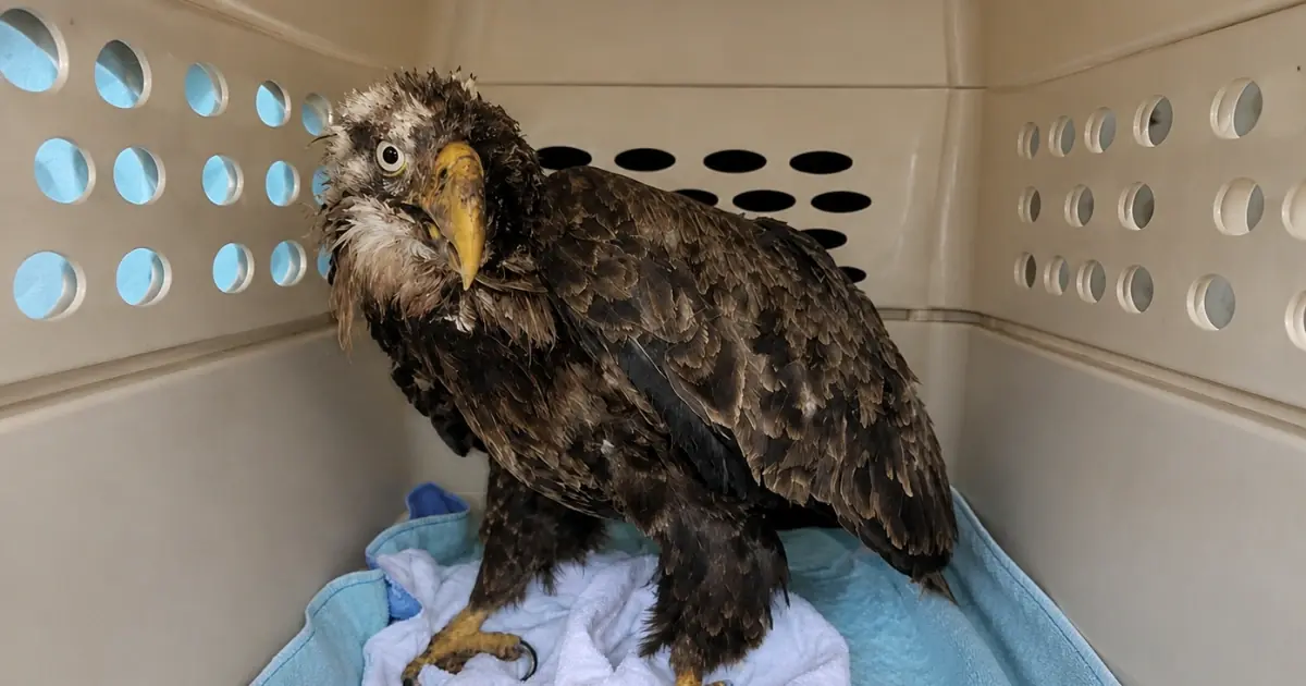 Half of a Bald Eagle’s Face Was Left Severely Damaged After Highway Collision — Veterinary Specialists Detail the Extent of the Injury