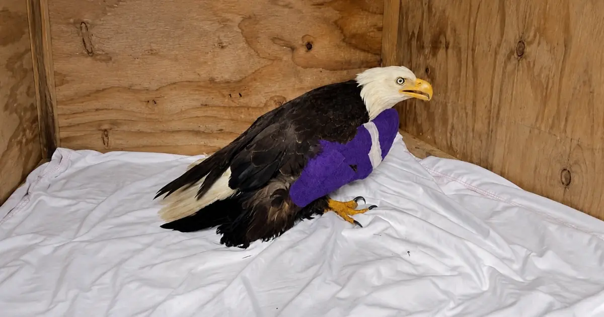 Bald Eagle Survives Critical Injuries and Stands Again — Veterinarians Reveal the Percentage Chance It Could Remain Permanently Grounded