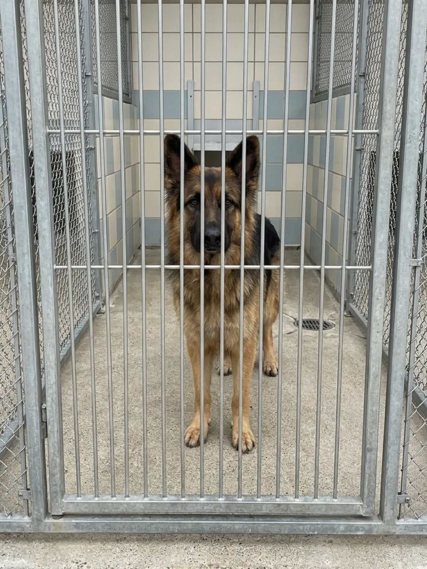 Arlo has until tomorrow. The German Shepherd has spent weeks standing quietly behind the same kennel gate, and unless an adopter, foster, or rescue gives him somewhere to go before the deadline, he is scheduled to be euthanized for space.