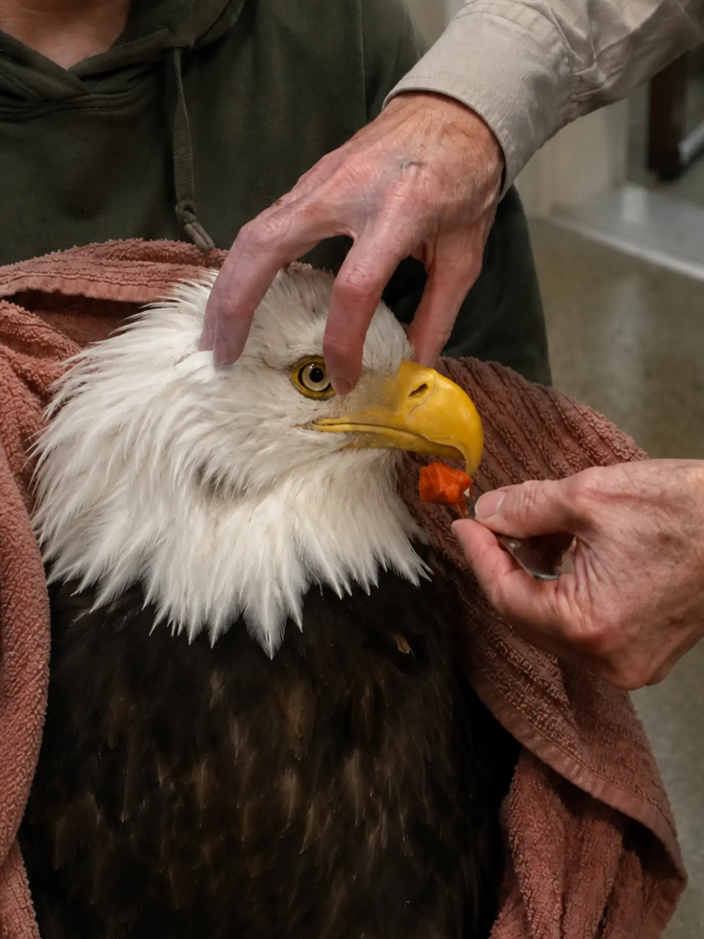 Bald Eagle Severely Injured After Midair Territorial Fight at Alaska Military Base — A Chain of Rescuers Is Now Helping It Recover.