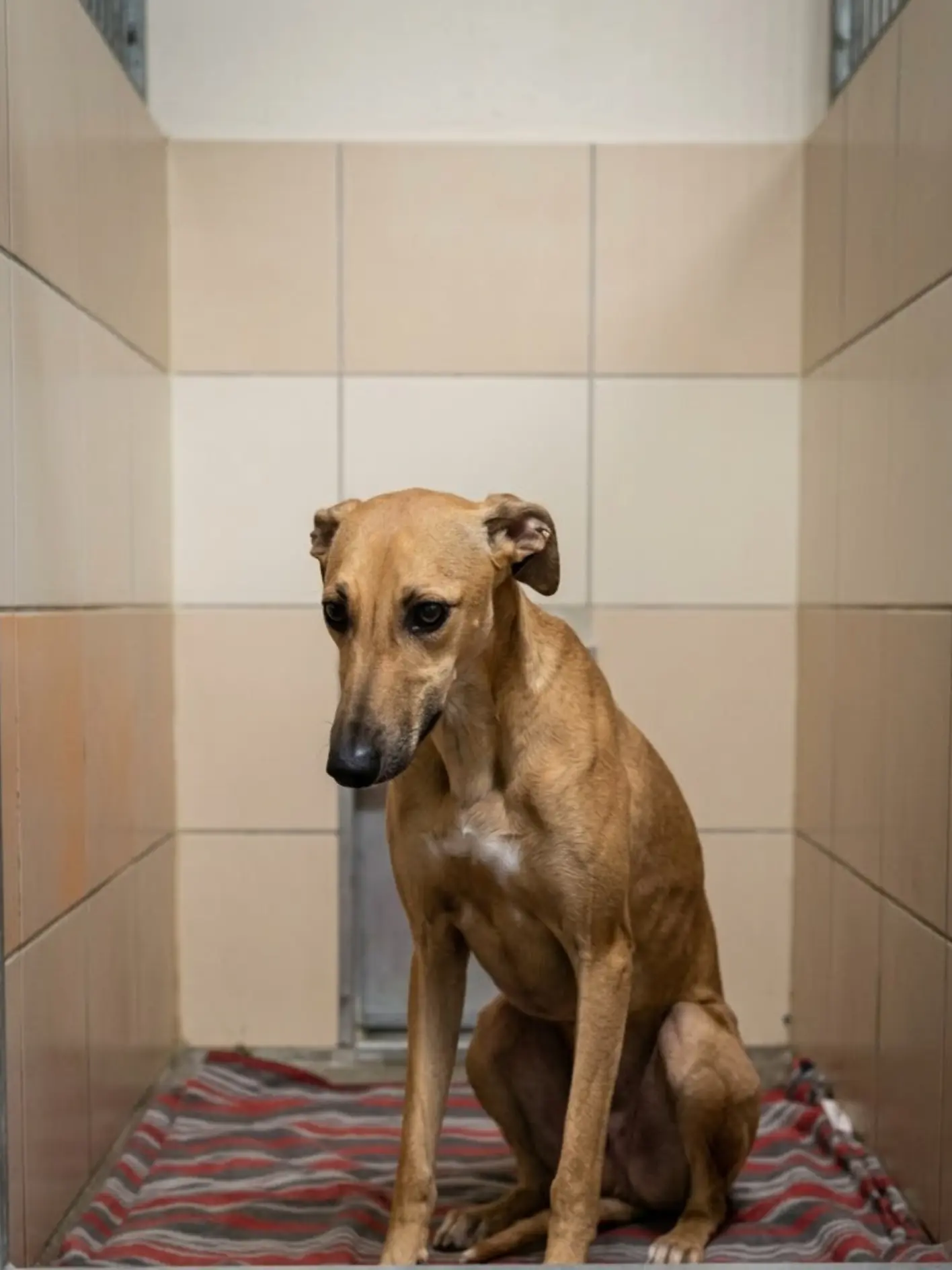 Lena has until tomorrow. She has spent most of her shelter stay trying to make herself invisible, and unless an adopter, foster, or rescue gives this frightened young dog somewhere safe to go, she may be euthanized for space.