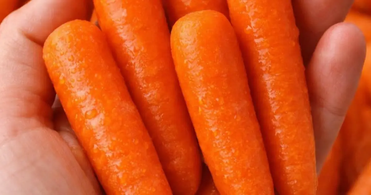 Carrots 101: Proven Health Benefits and Nutrition Facts (Calories, Carbs, Fiber, Vitamins)