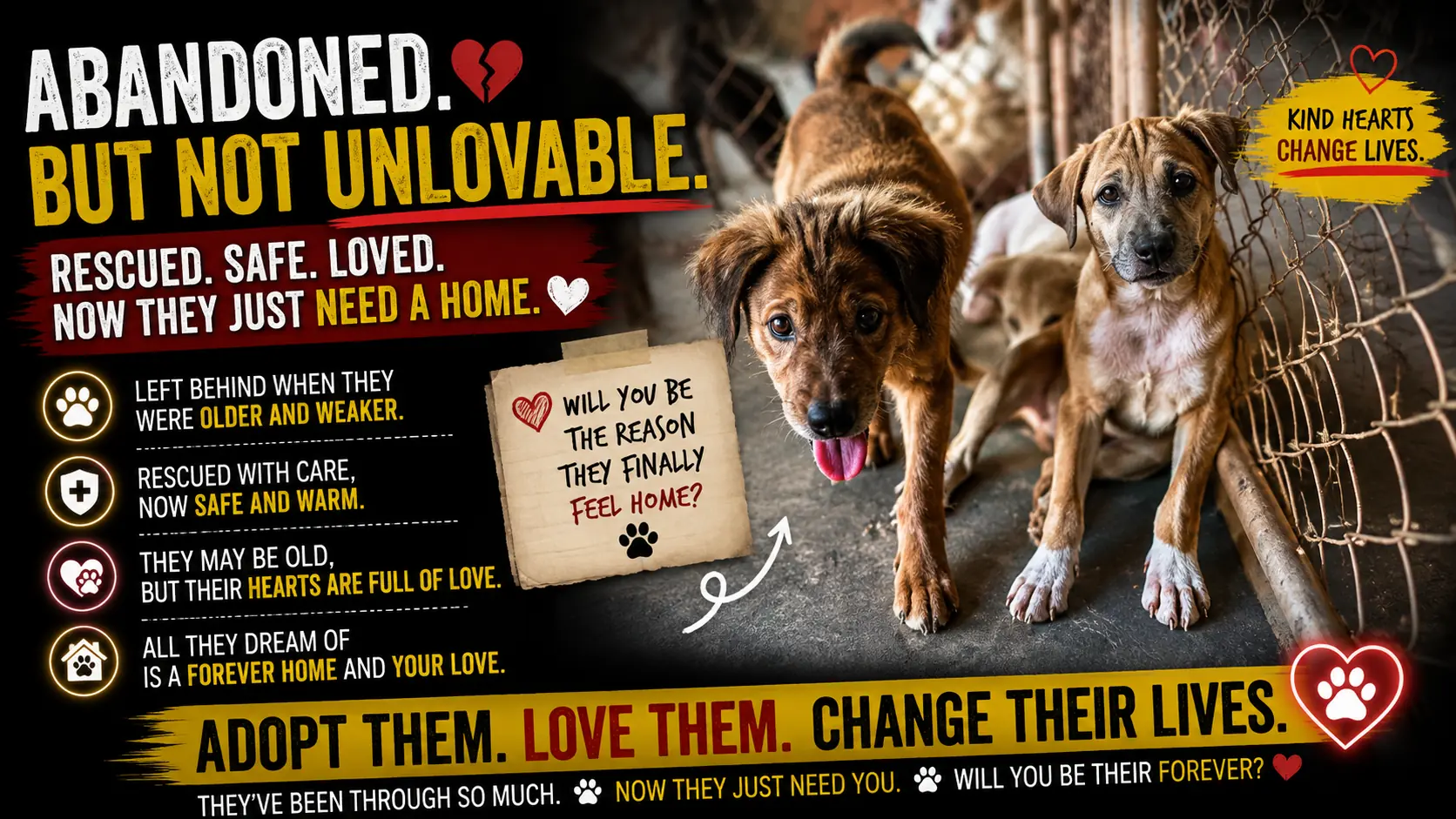 Rose Always Checks on Charlie — Two Senior Dogs Who Have Learned to Look After Each Other
