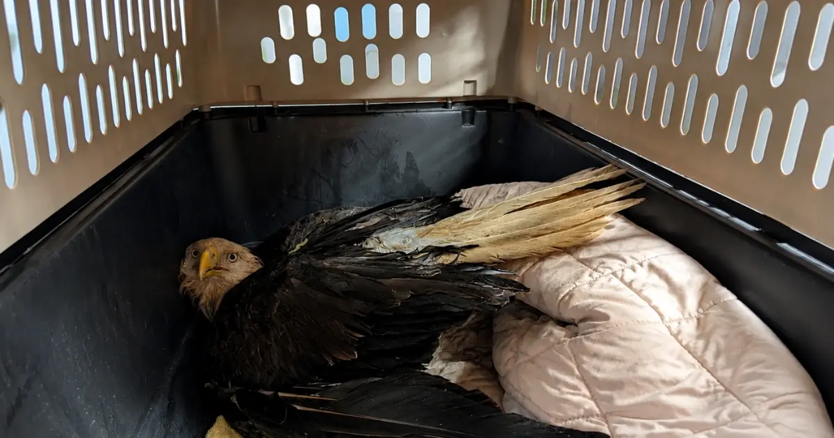 Rescuers Initially Focus on the Bald Eagle’s Wing — Then Veterinarians Notice Something Else About One Side of Its Body