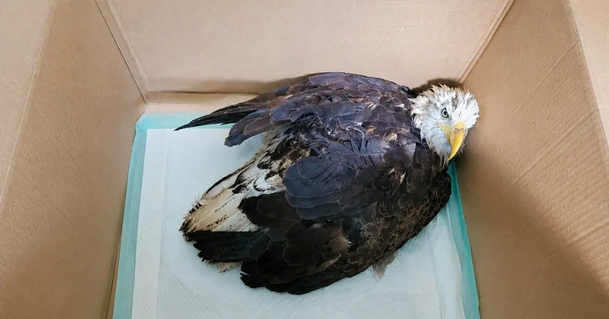 Veterinarians Initially Treat the Bald Eagle for Severe Trauma — Then Lab Results Reveal Multiple Organ Systems Are Beginning to Fail