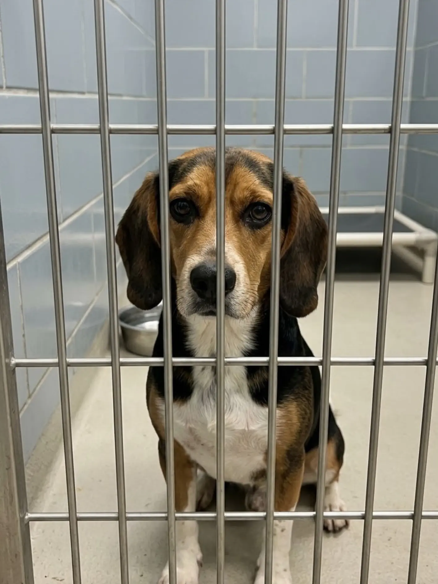 Ollie has only today. The quiet young hound has watched family after family leave without him, and unless an adopter, foster, or rescue gives him somewhere to go before the deadline, he could be euthanized for space.
