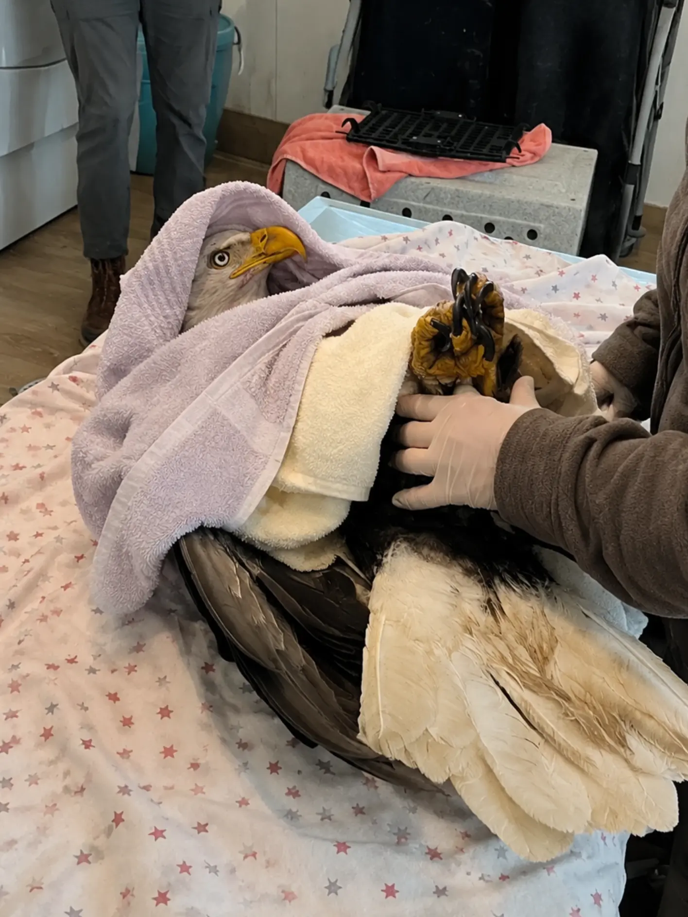 Bald Eagle Shot in Pueblo County Undergoes Surgery to Remove BB From Wing — Wildlife Officers Search for Whoever Pulled the Trigger