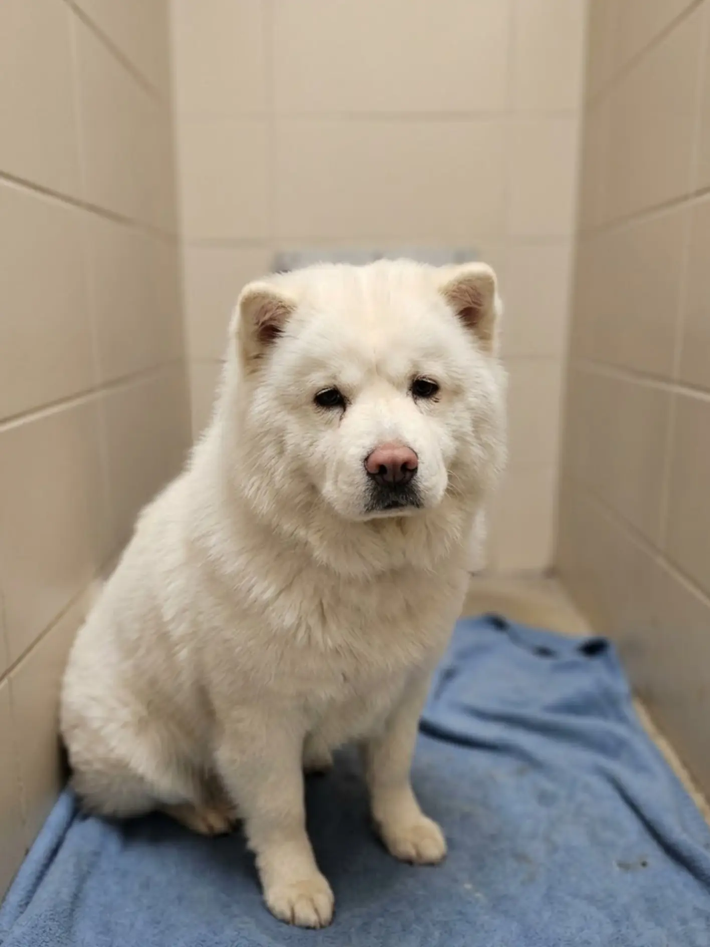 Everyone notices Snowy, but no one takes him home. Week after week, the quiet white dog watches visitors stop at his kennel, smile at him, and then disappear down the hallway with someone else.