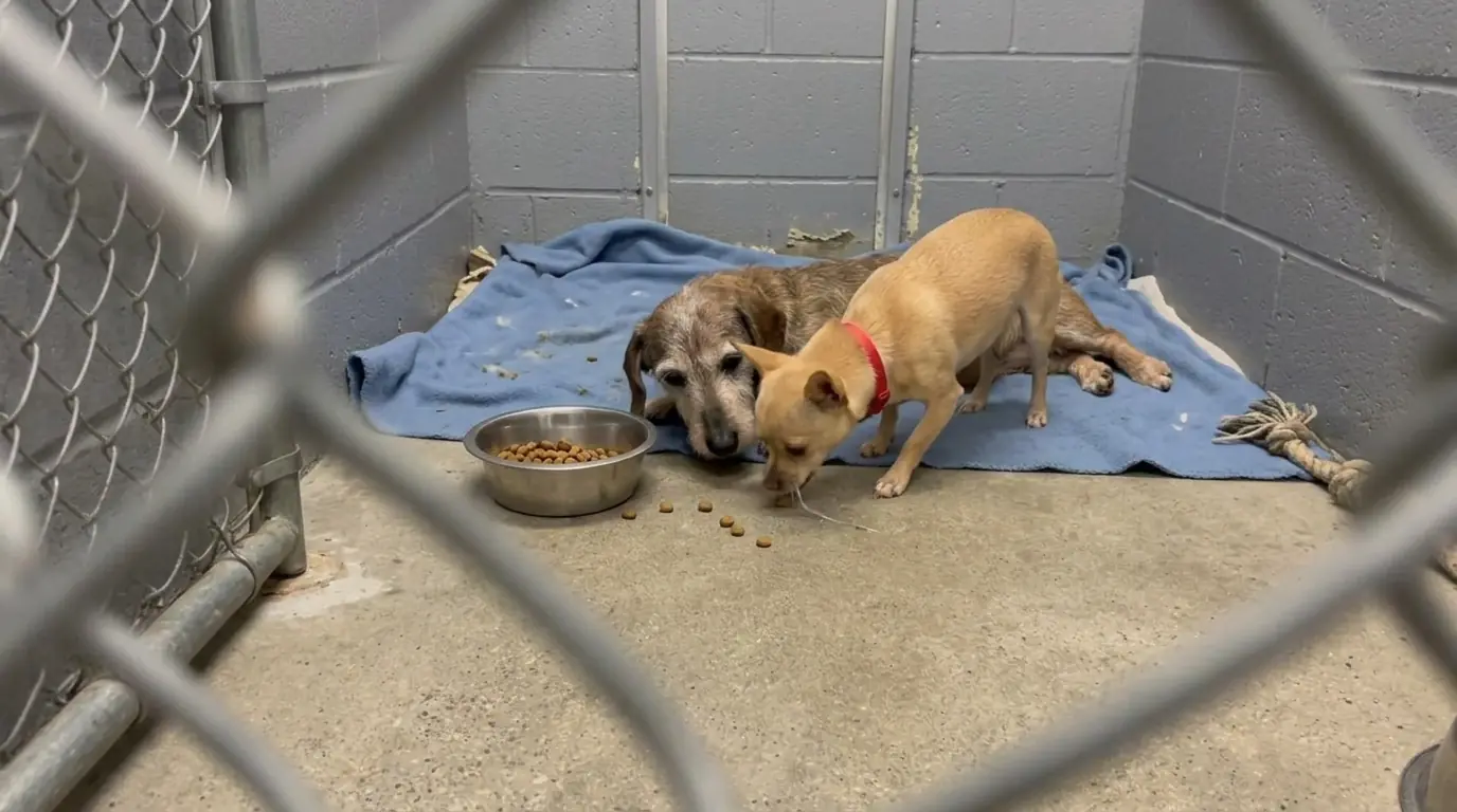 Senior Dachshund Mix Walter Can Barely Get Back on His Feet, and the Younger Dog Beside Him Keeps Bringing His Food Closer