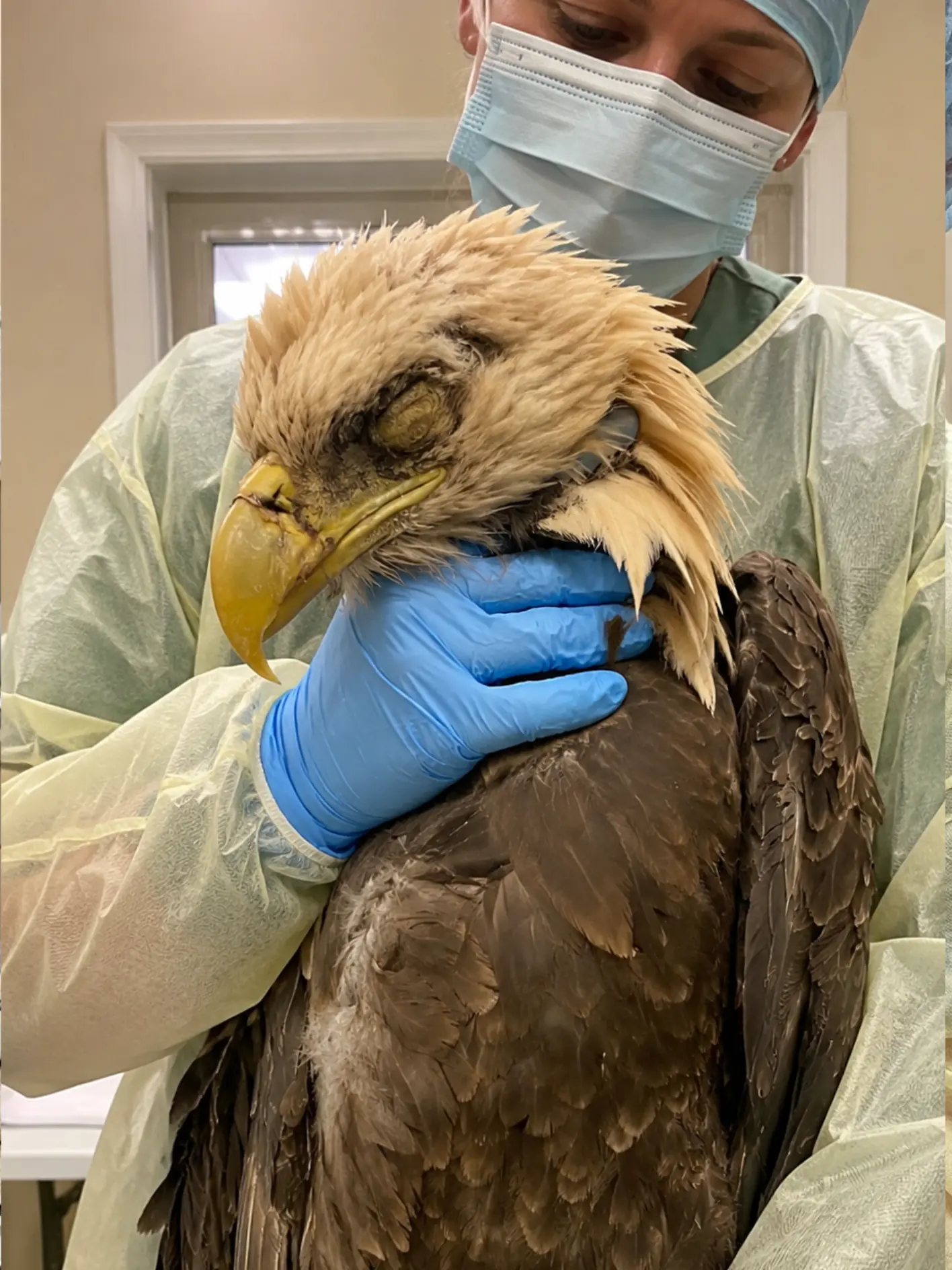 Bald Eagle Found Near Pennsylvania Highway in “Very Poor” Condition — Veterinarians Discover Skull Fracture, Eye Trauma and Dangerous Lead Exposure