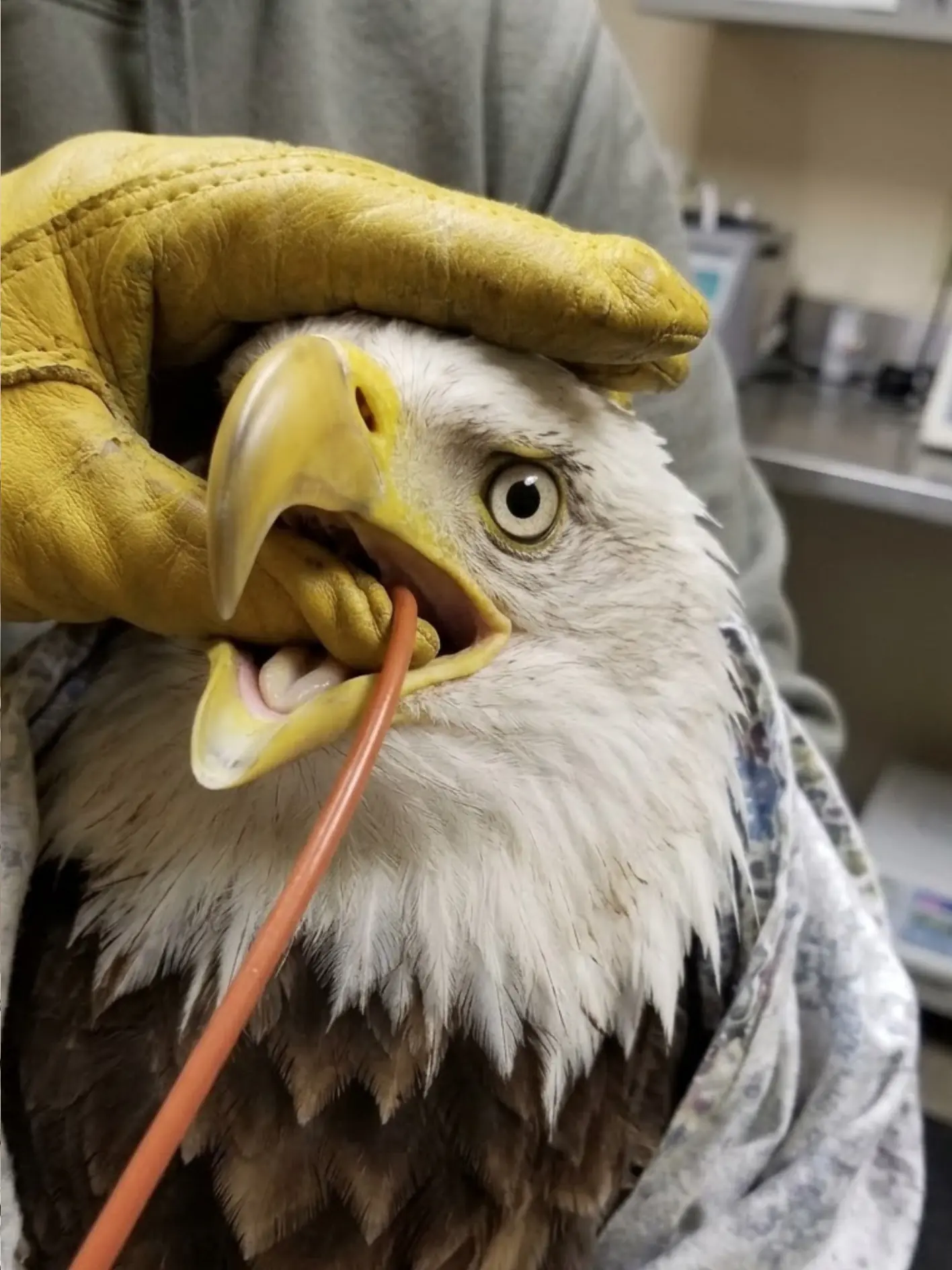 Adult Bald Eagle Struck by Vehicle in Brown County Is Receiving Emergency Care — Wildlife Team Says the Next Several Days Will Determine Whether It Can Fly Again