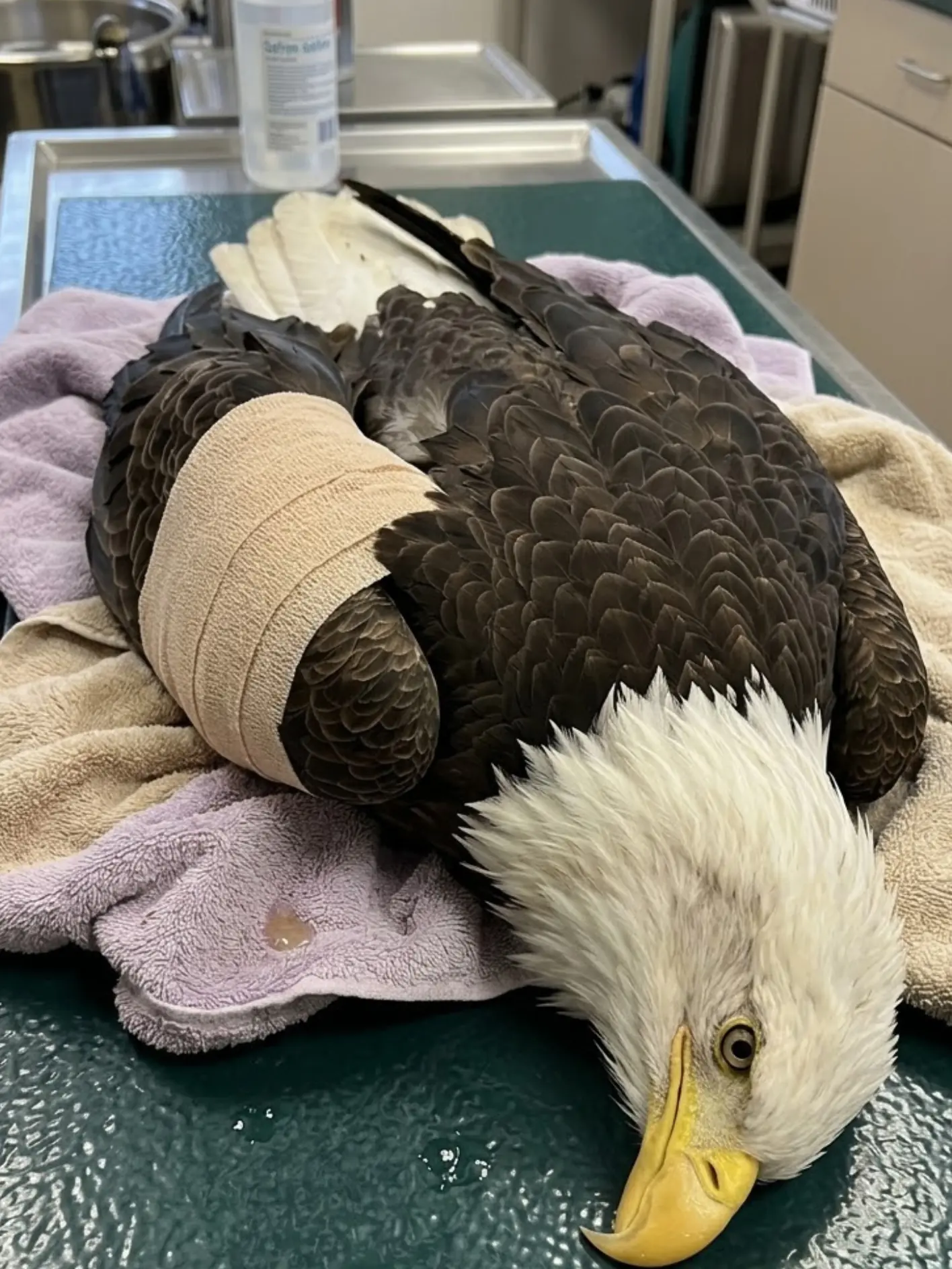 Adult Female Bald Eagle Hit by Car in Maine Has Two Ulna Fractures — X-Rays Reveal a Large Fishing Hook and Lead Inside Her Digestive Tract
