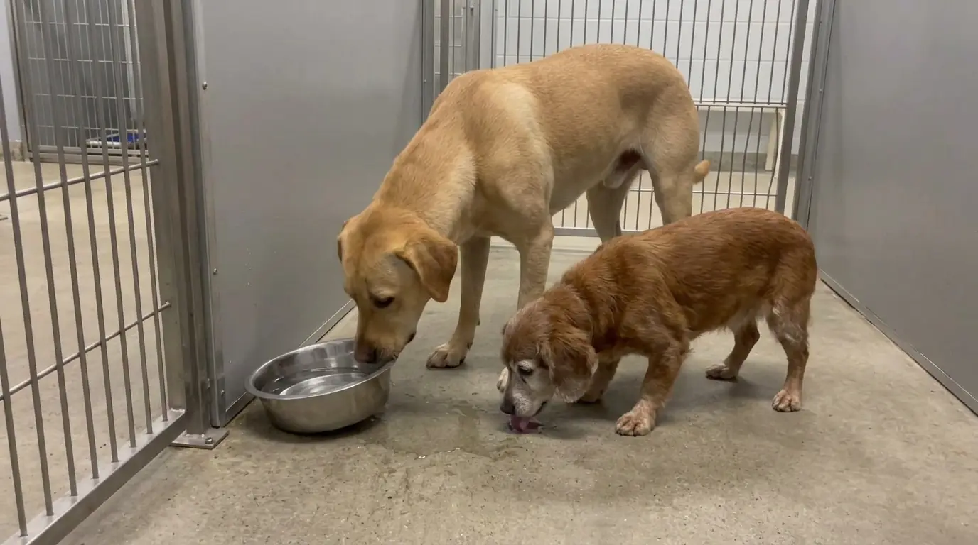 Lab Mix Benny Keeps Tipping the Water Bowl Because the Senior Spaniel Beside Him Can’t Lower Her Head Far Enough to Drink