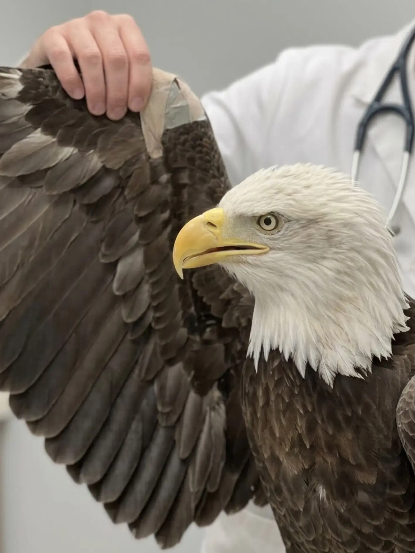 Bald Eagle Found About a Week After Suspected Shooting Faces Wing Amputation — Veterinarians Say the Procedure May Save Its Life