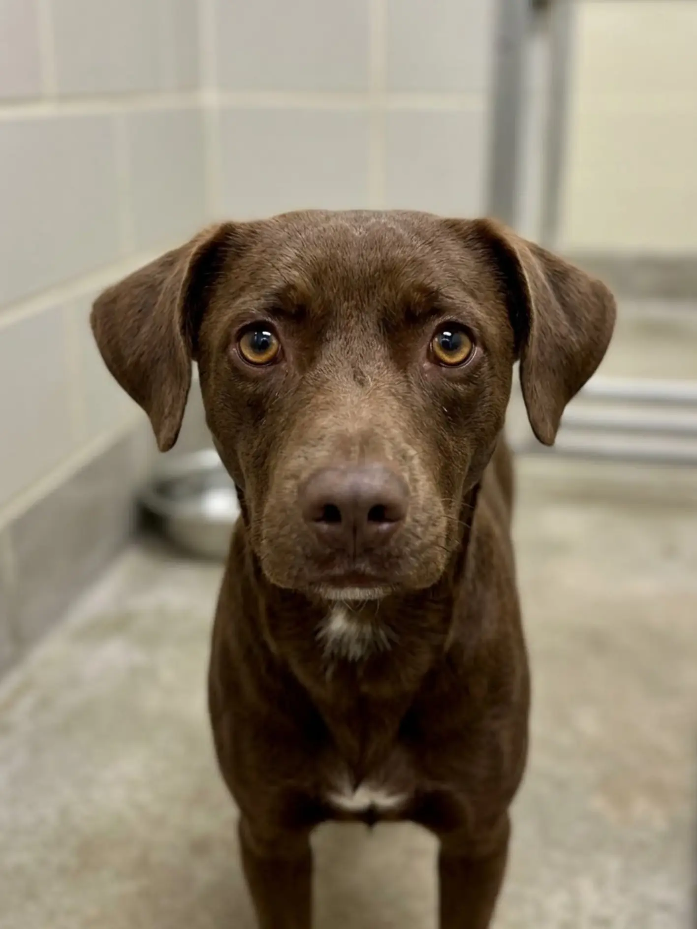 He hardest part of Bruno’s story is that nobody ever said no to him. People liked him from the moment they saw him, but somehow every visit ended the same way: a stranger walked away, and Bruno was left waiting for the next one.