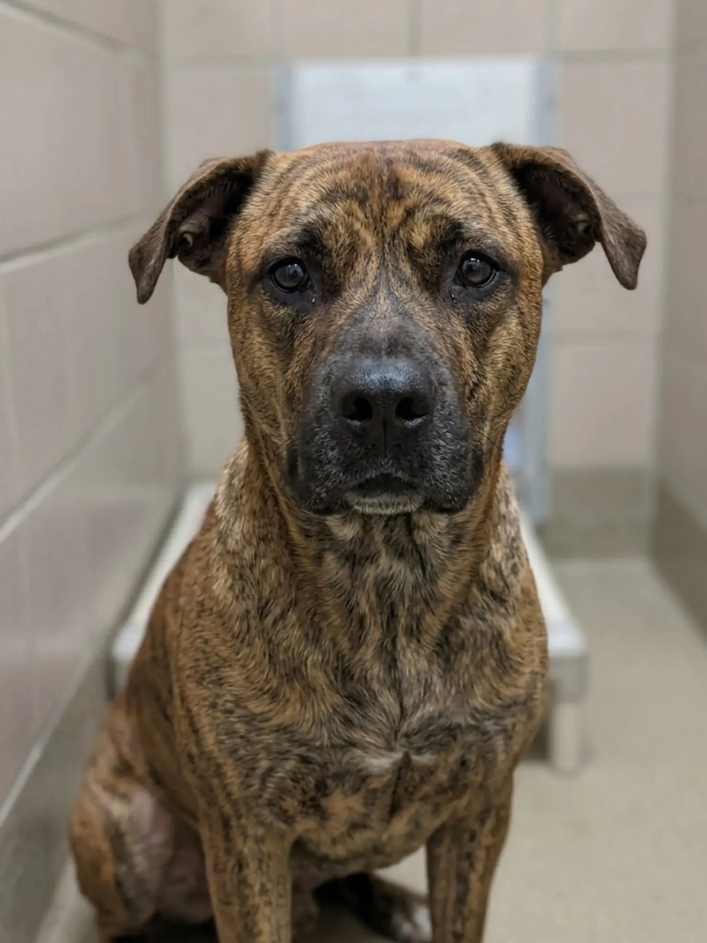 Marlow was abandoned on the side of the road with nowhere to go. Now he’s safe inside a shelter, but the heartbreak continues—people keep passing his kennel, and still no one has chosen to take him home.