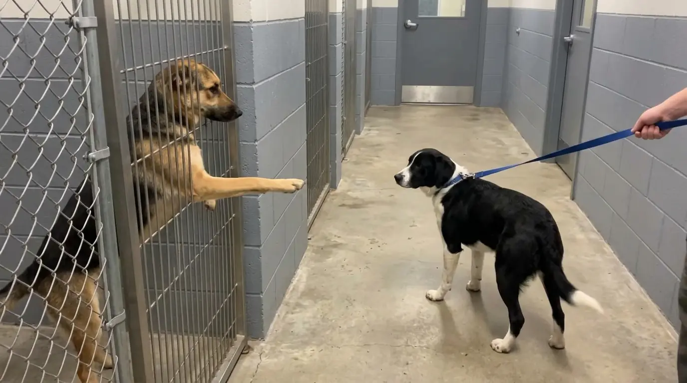 As One Shelter Dog Was Led Down the Hall, the Shepherd Behind the Kennel Door Kept Reaching a Paw Through the Bars