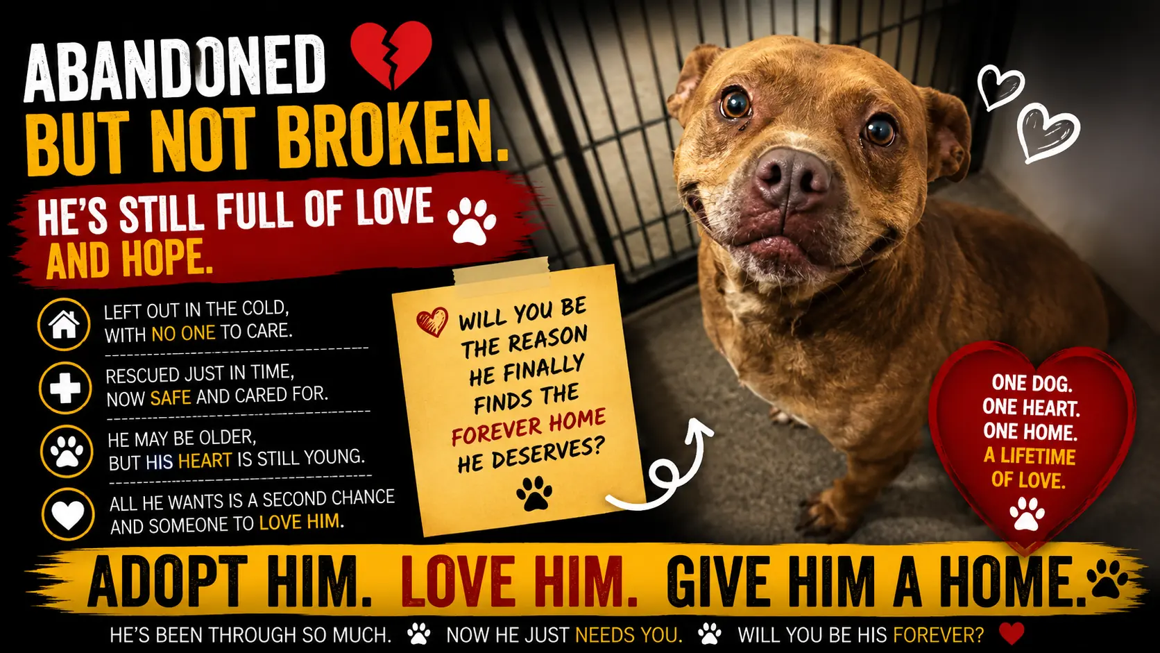 His Old Collar Still Had His Name — But No One Came Looking for Him