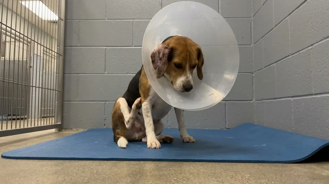 Every Time This Beagle Tries to Scratch Beneath His Cone, His Stiff Back Leg Falls Short
