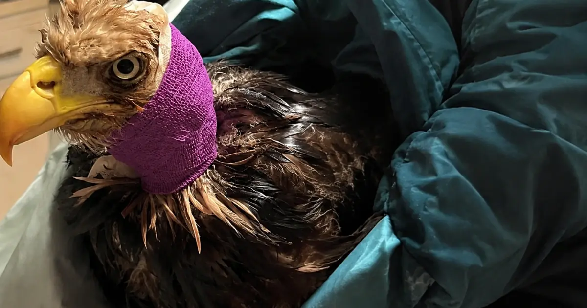 A Bald Eagle Opens His Eyes After Complex Surgery for a Neck Injury