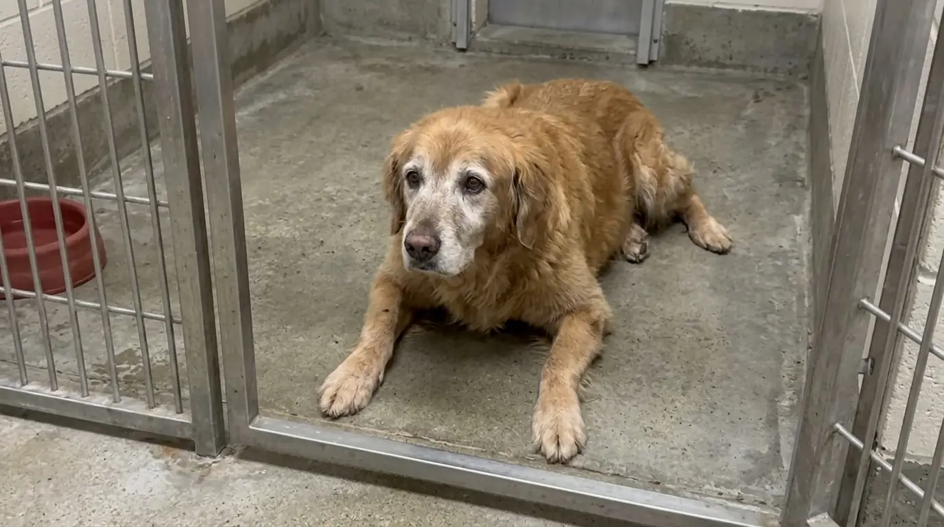 The Other Shelter Dogs Stand Up When They Hear Footsteps, but This Senior Golden Can Only Make It as Far as the Kennel Door