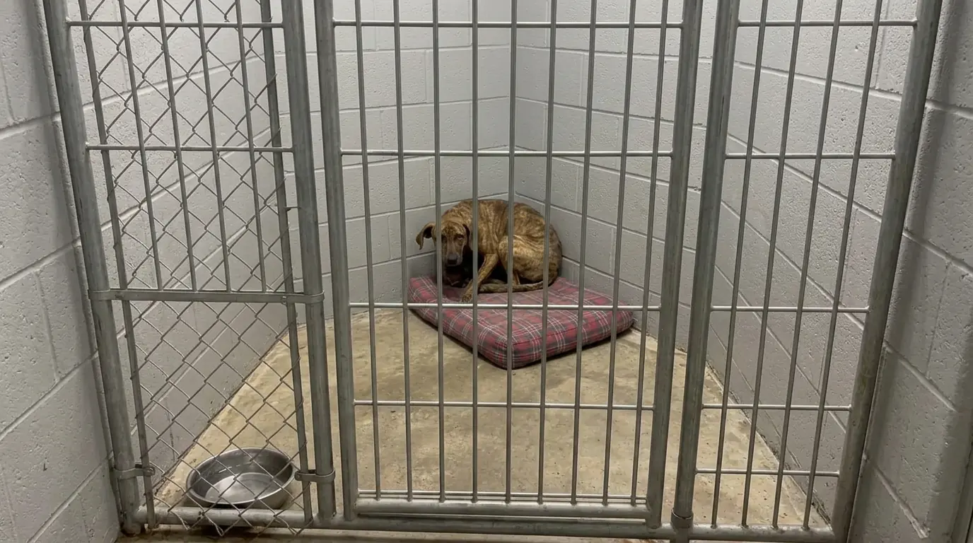 Shelter Staff Kept Finding This Frightened Hound Dragging His Entire Bed Into the Farthest Corner