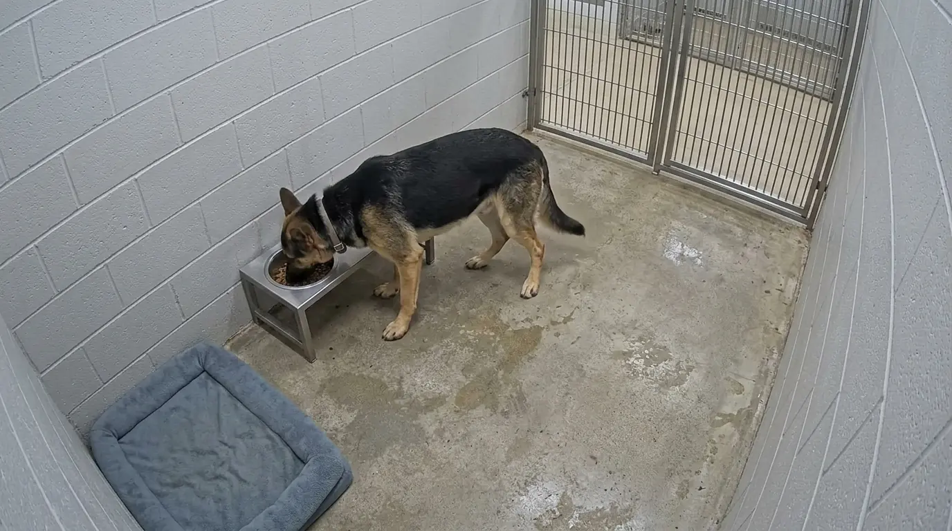 This Young Shepherd Refuses to Leave His Food Bowl Even When His Legs Can’t Keep Him Standing