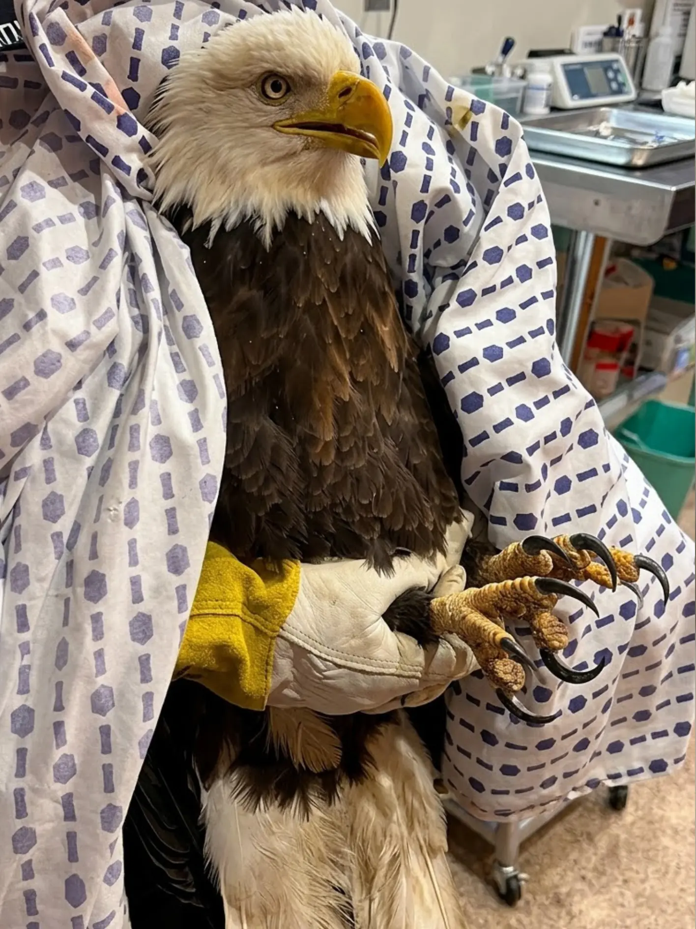 Bald Eagle Found Hanging Upside Down From a Fence in Wisconsin — Wildlife Staff Believe It Became Trapped During a Dive for Prey