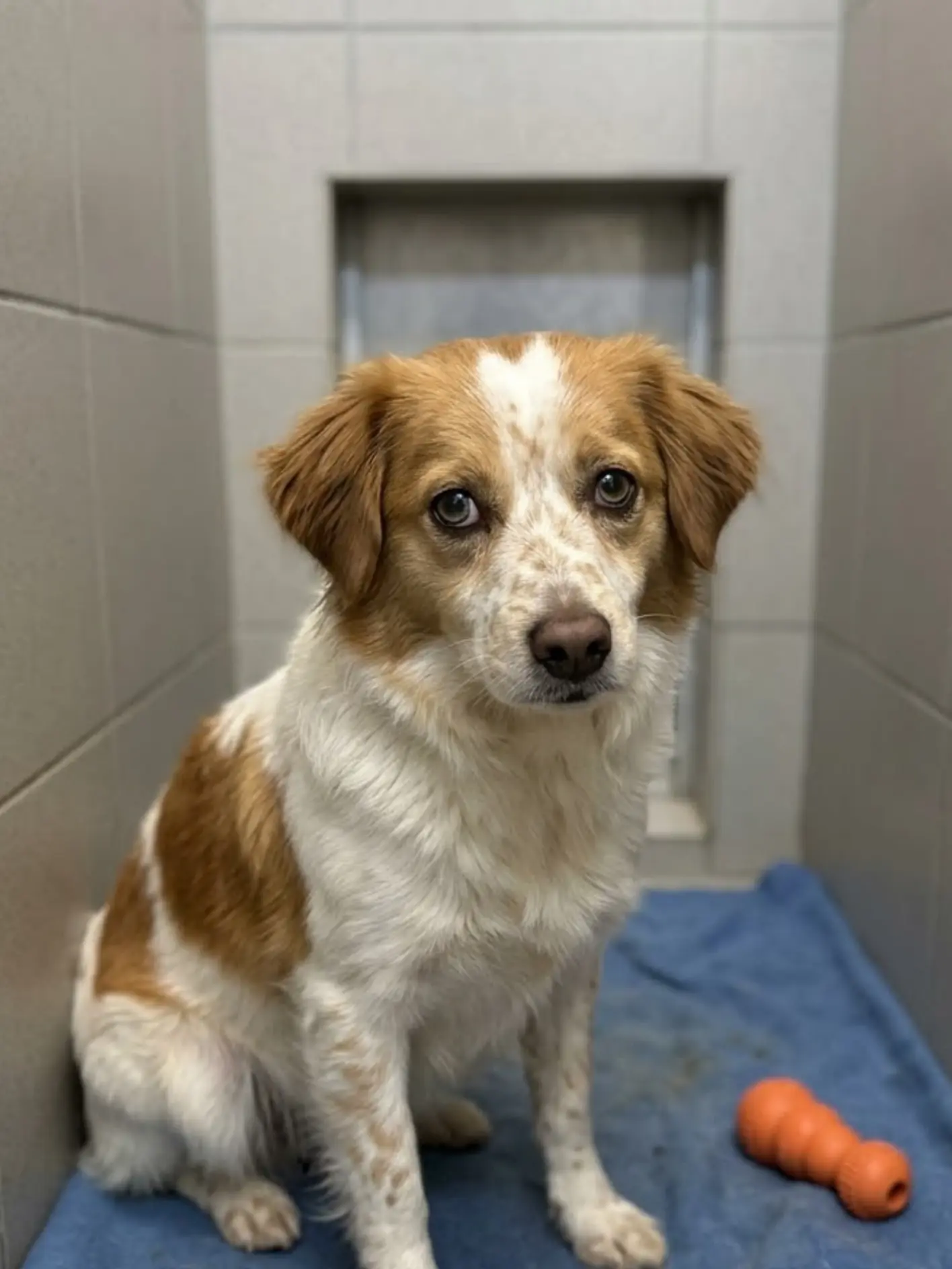 Rusty was abandoned along a roadside once. Now, after weeks in the shelter, people still keep walking away—and today may be his last chance to find someone who stays.