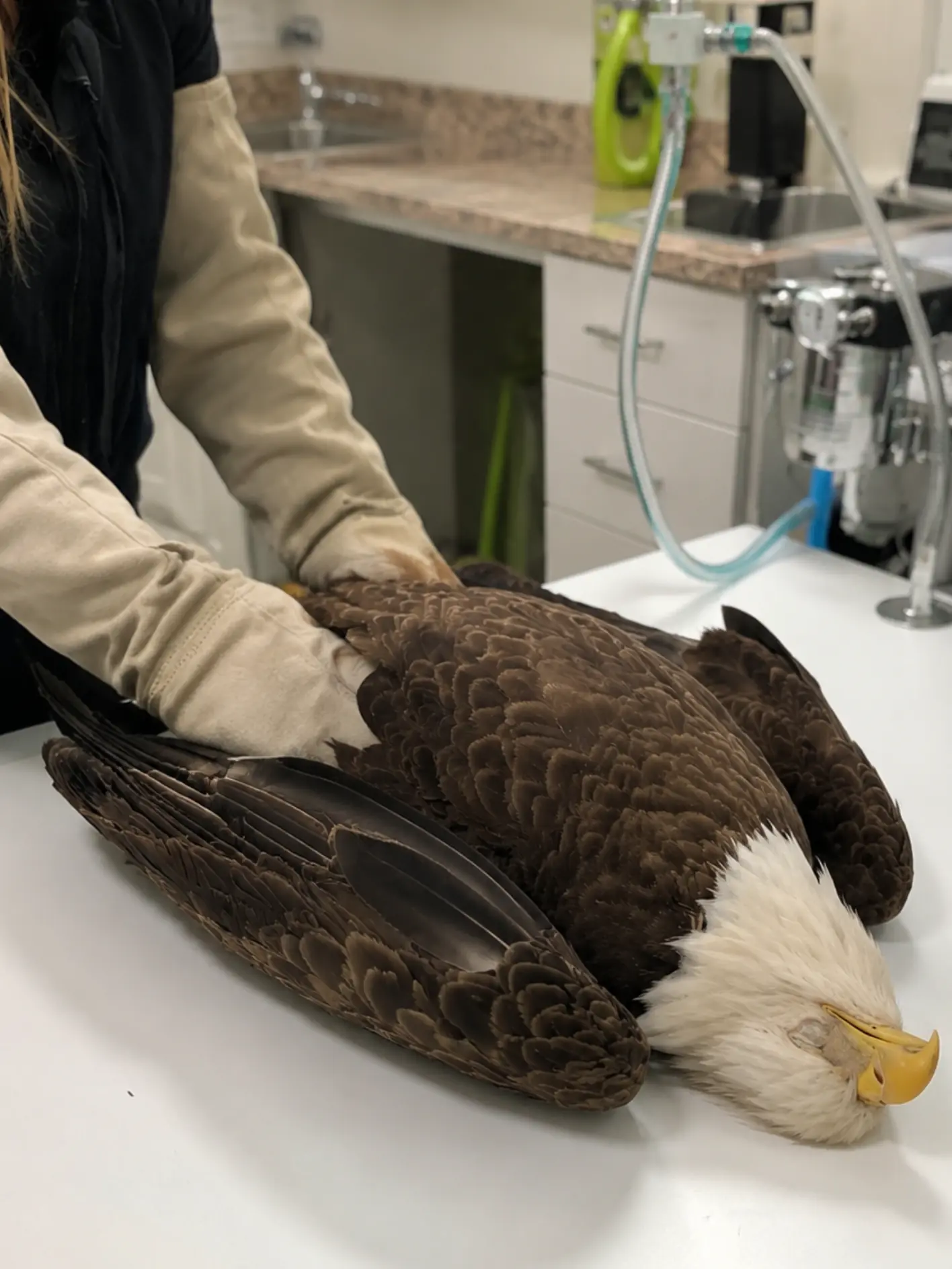 Adult Female Bald Eagle Shows No Major Injuries After Transfer — Now She Must Rebuild Her Flight Strength Before Returning Home