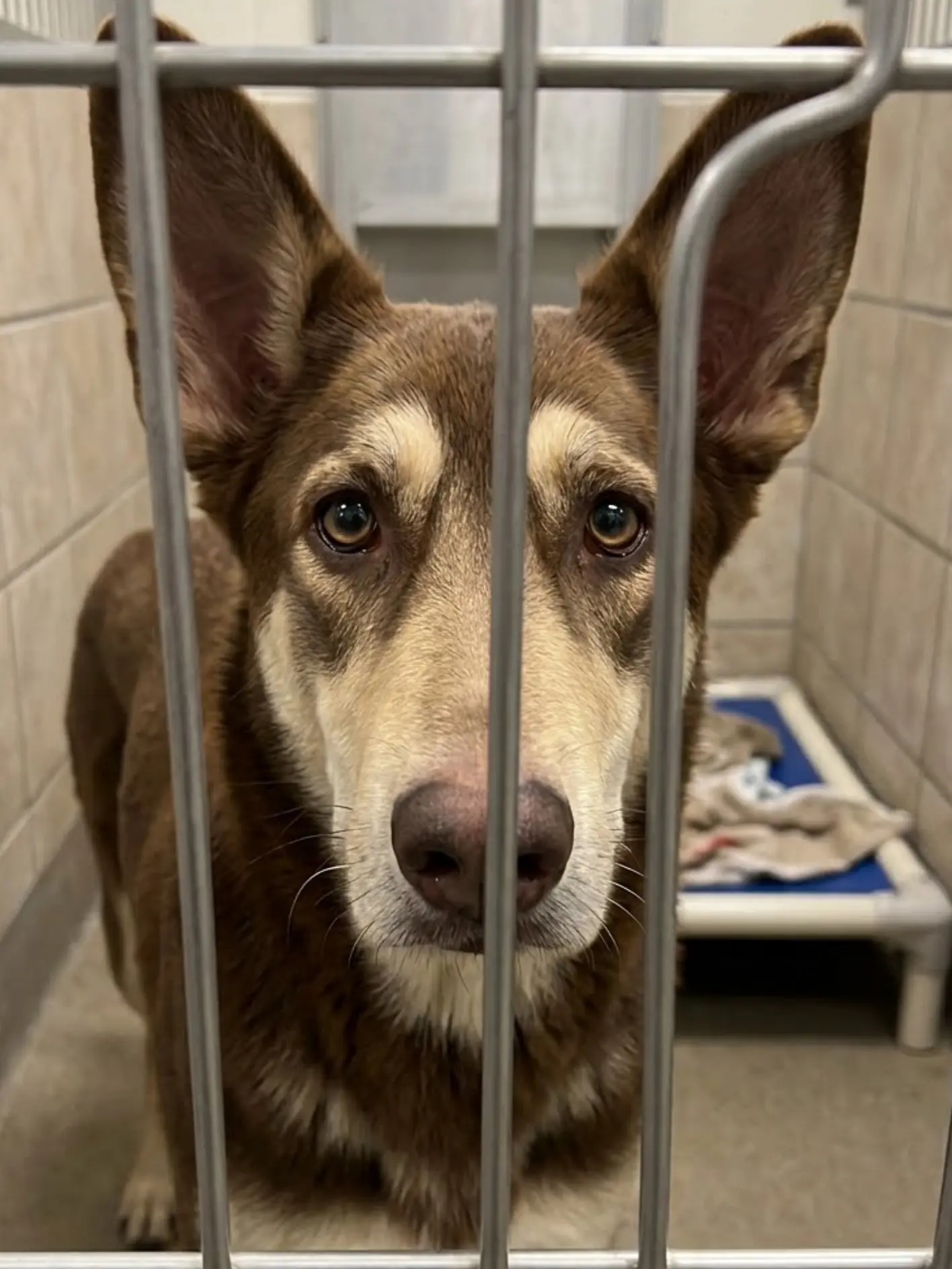 Sawyer had been inside the shelter long enough to recognize the difference between ordinary footsteps and the sound of someone approaching with a leash. Sawyer Has Until Tomorrow.