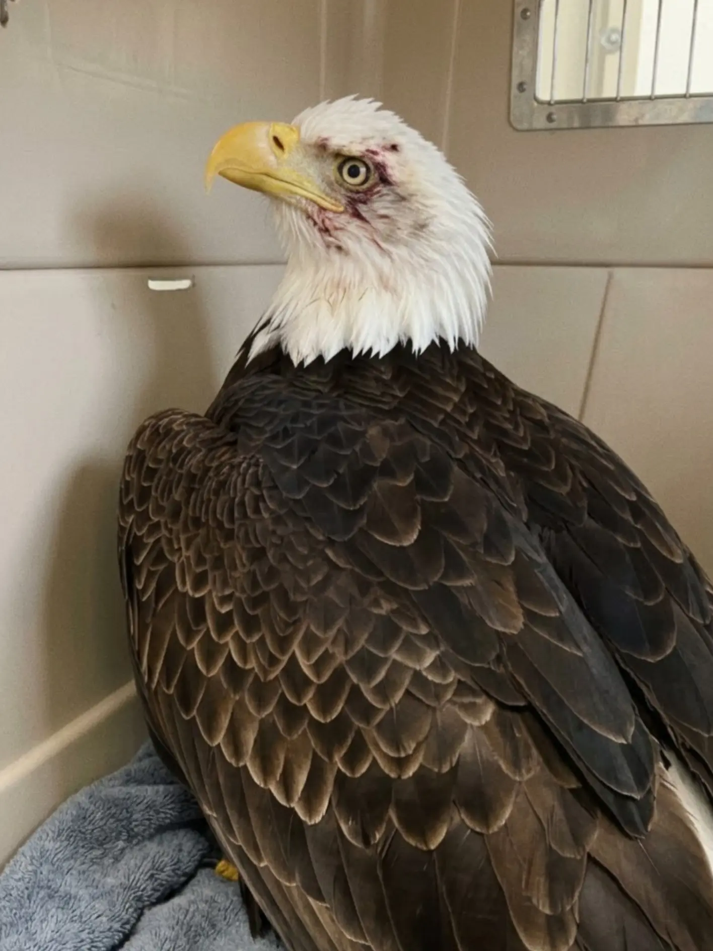 Bald Eagle Arrives Unable to Stand and Suffering Repeated Seizures — Wildlife Staff Suspect Toxic Exposure After a Critical Neurological Emergency