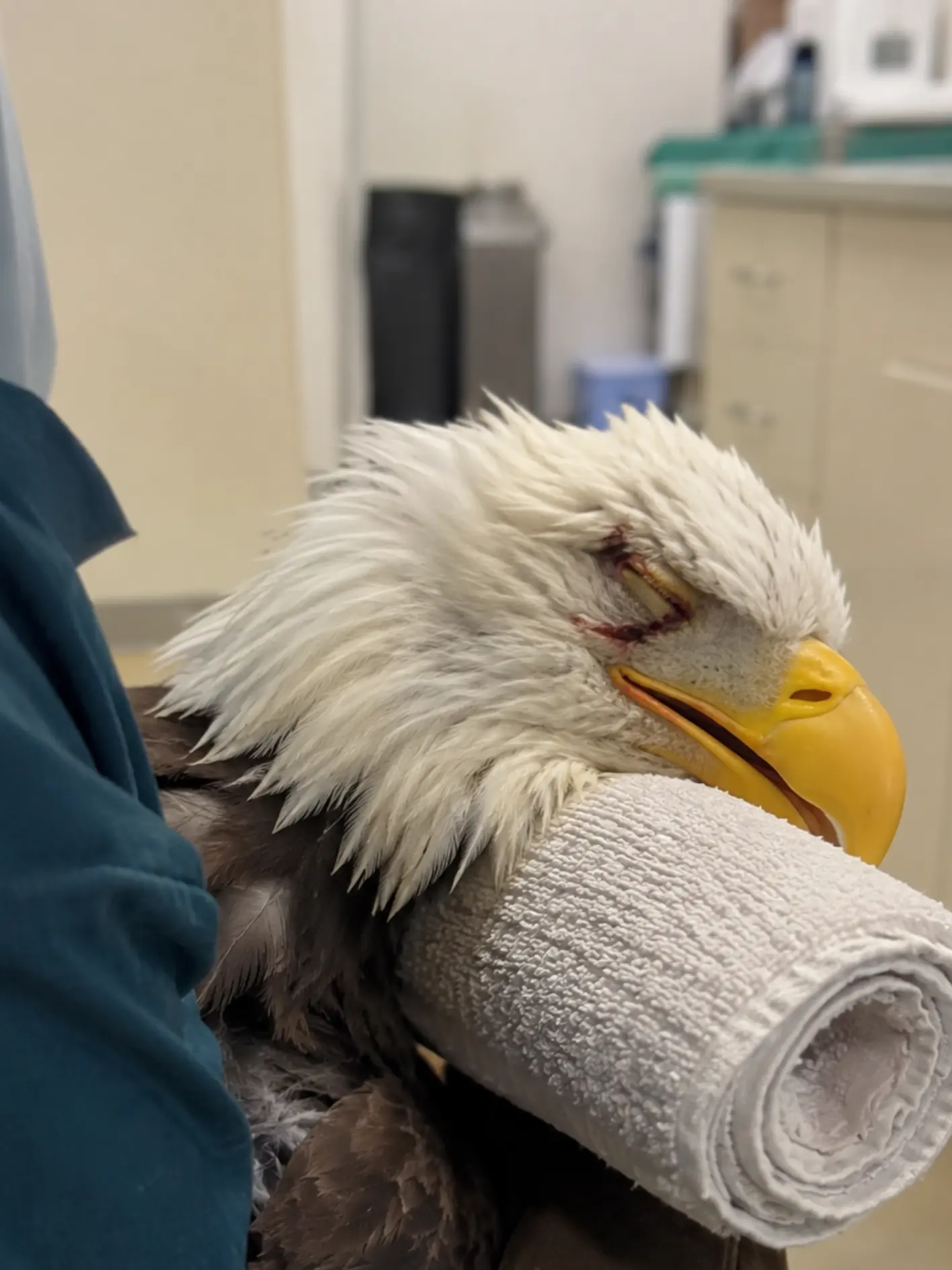 Bald Eagle’s Red Blood Cell Volume Falls Below 6% — Wildlife Veterinarians Race to Find the Cause of a Life-Threatening Anemia