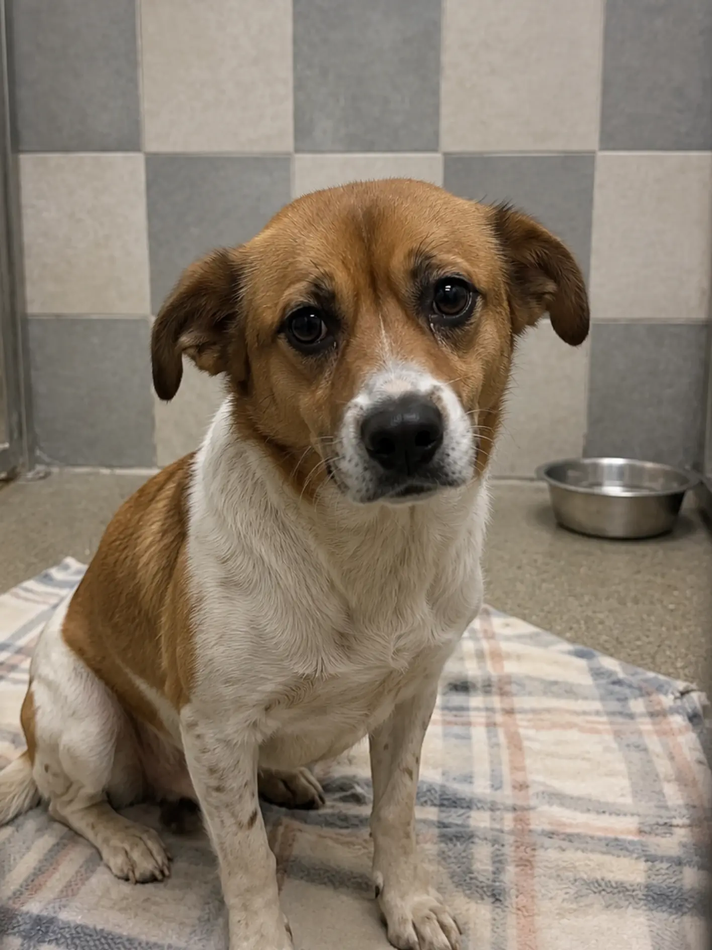 Wally was returned after one night because he was too frightened to eat. Now the shelter has nearly run out of time, and unless someone gives him the patience his first home could not, tomorrow may be his last chance.