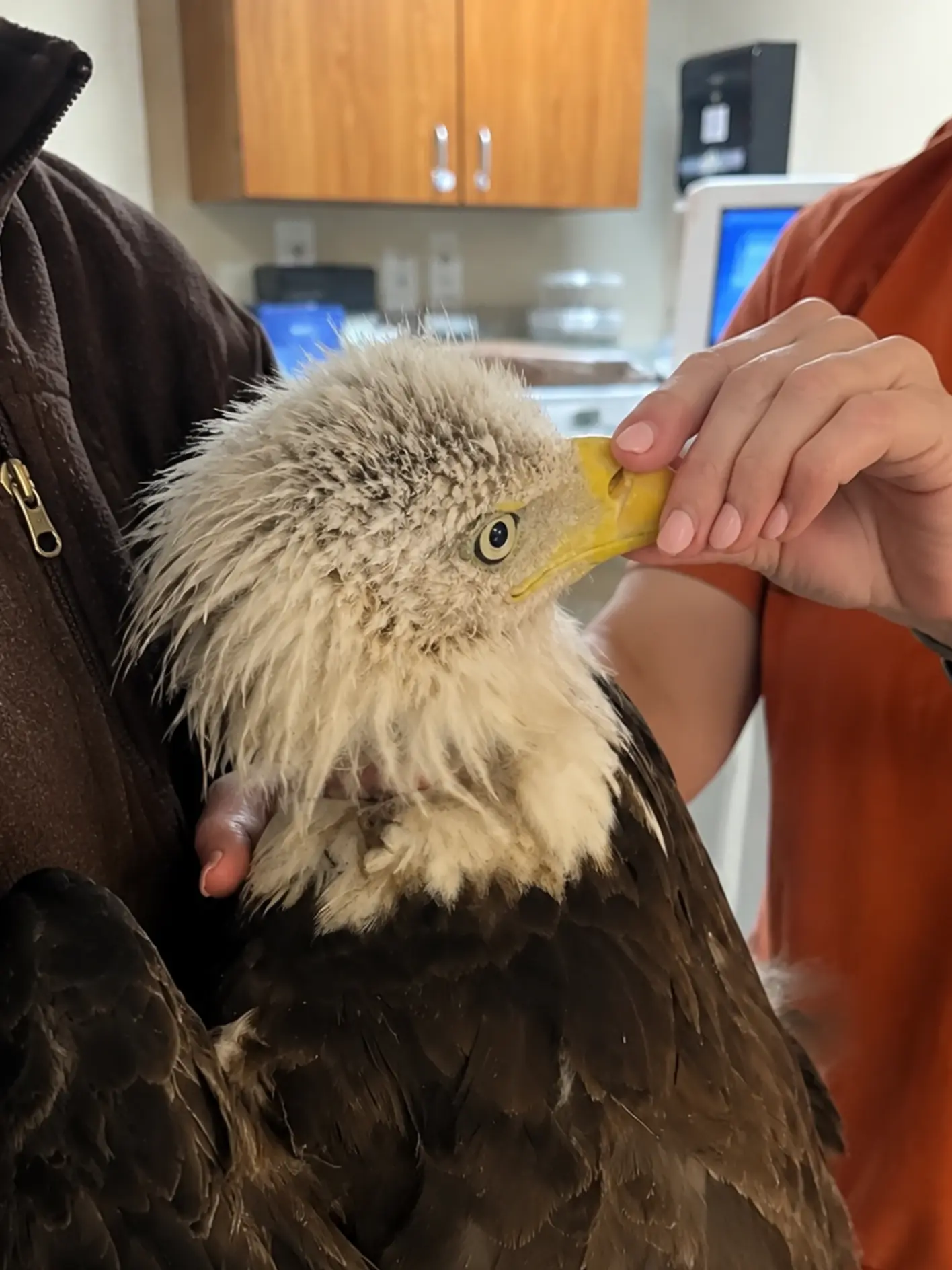 Adult Bald Eagle Arrives With Severely Damaged Head Feathers — Wildlife Veterinarians Investigate What Happened Before It Was Found Grounded.