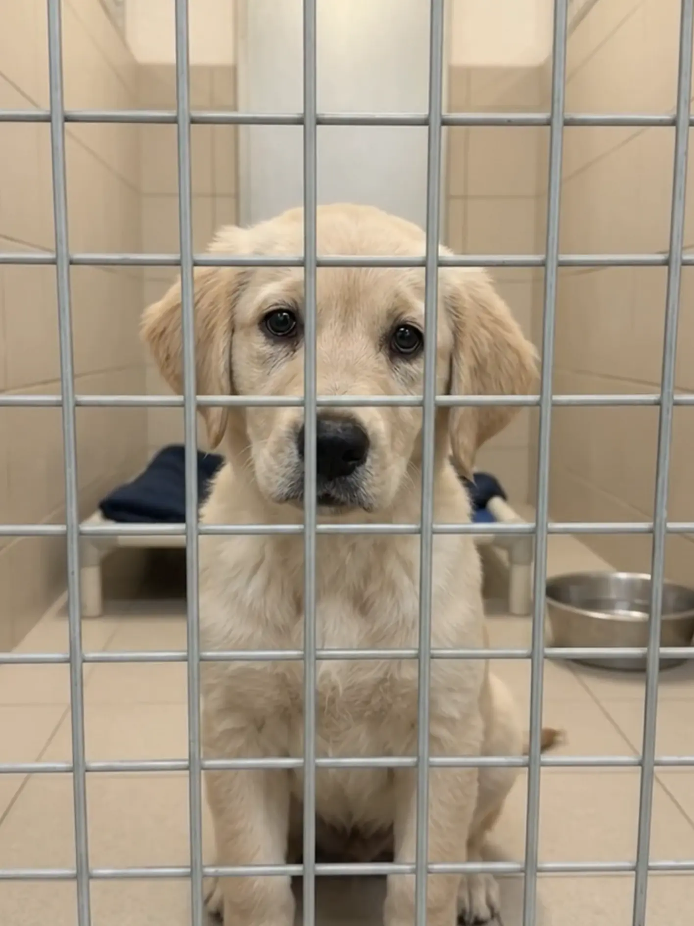 Bennett had just learned to trust when illness took over. Now coughing, exhausted, and barely eating, he still has no foster, rescue, or adopter to give him a quiet place to recover.