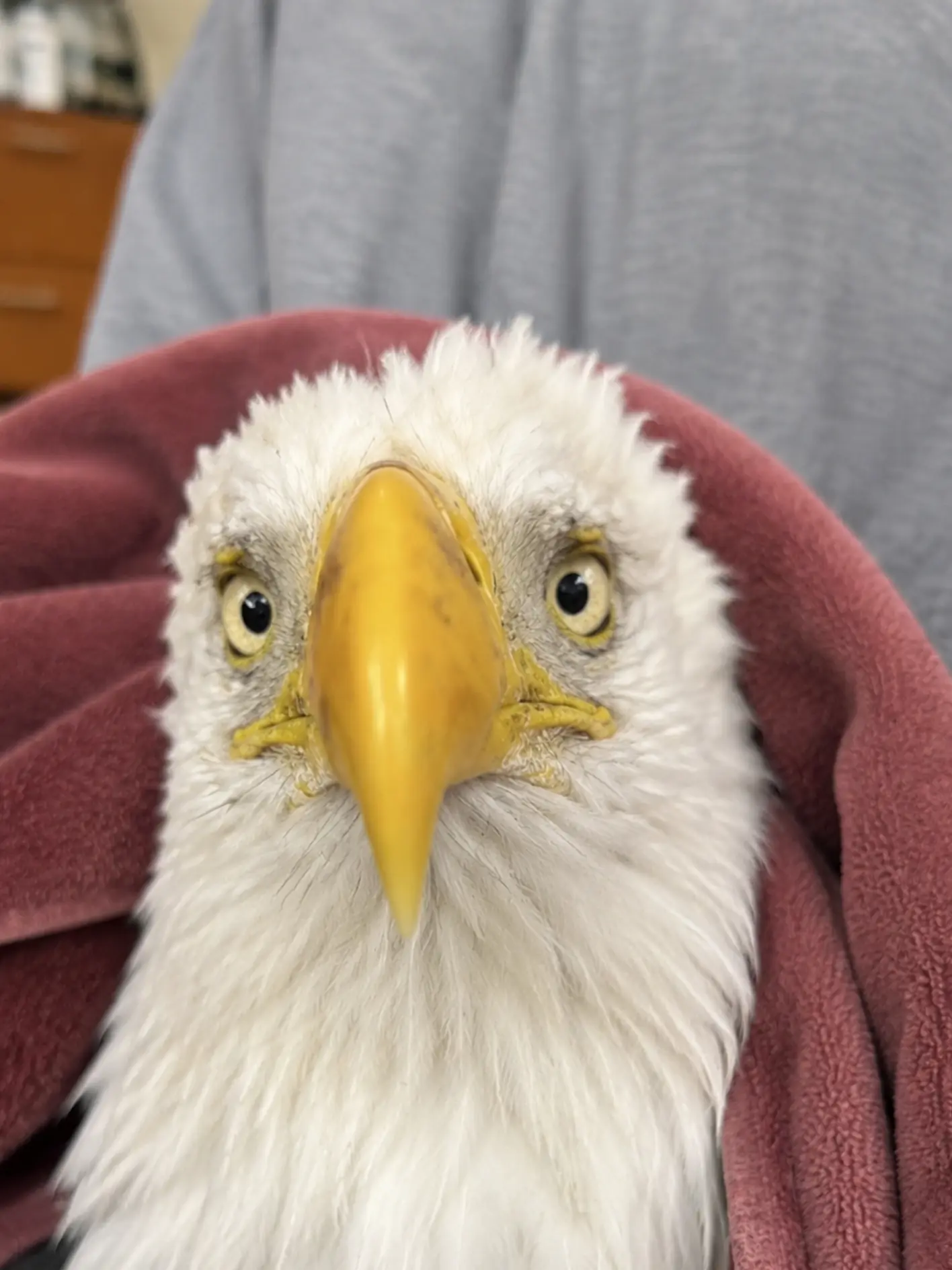 Adult Female Bald Eagle Shows No Major Injuries After Transfer — But Her Flight Strength Still Isn’t Good Enough for Release