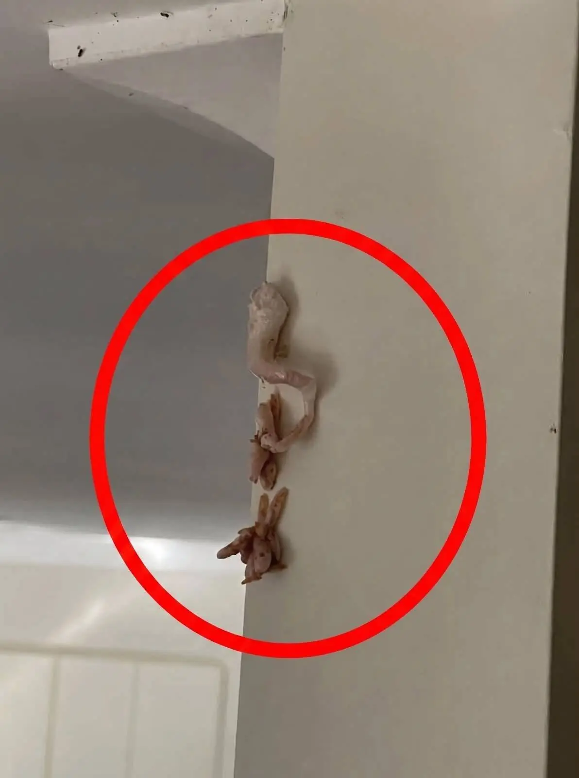 Crunchy Pink Surprise on Wall—What’s Really Going on Inside Your Home?