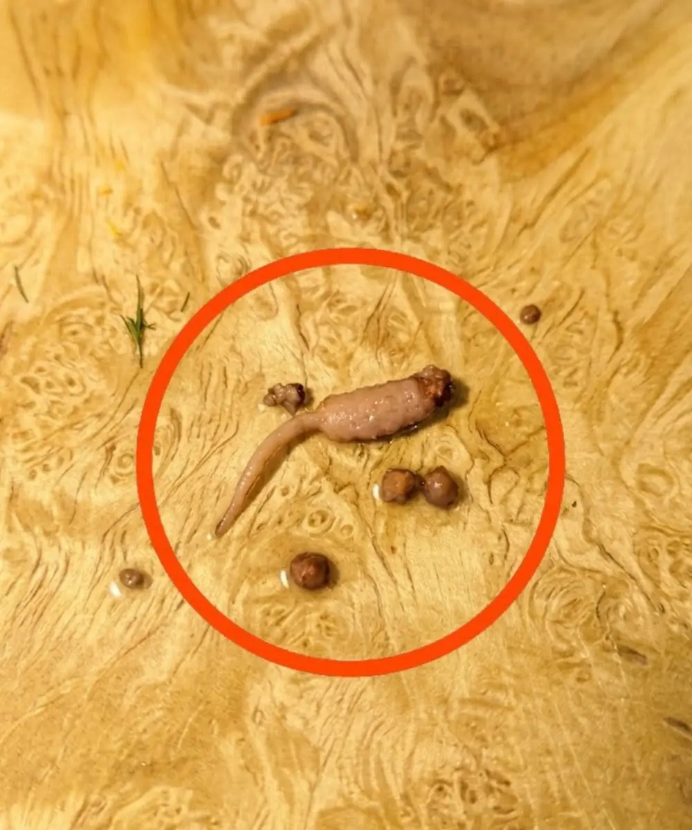 I Was Cooking Ground Beef When I Found a Strange Worm-Like Object — What It Could Be and When You…