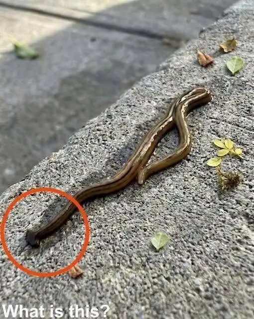 I Found This Strange Creature in My Yard — What It Turned Out to Be Left Me Speechless… See More…